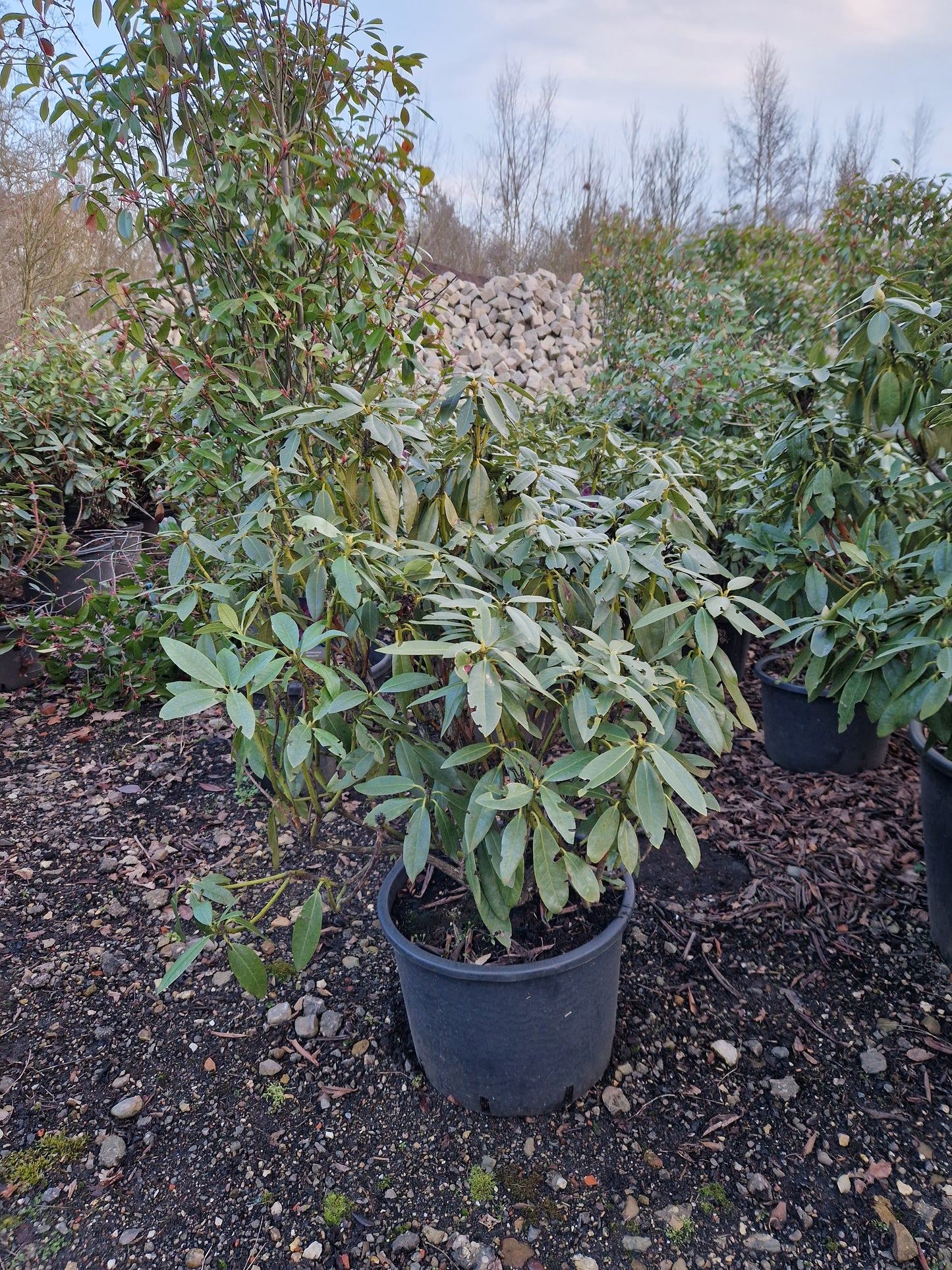 Rhododendron Polarnacht 80-90cm Donker paars