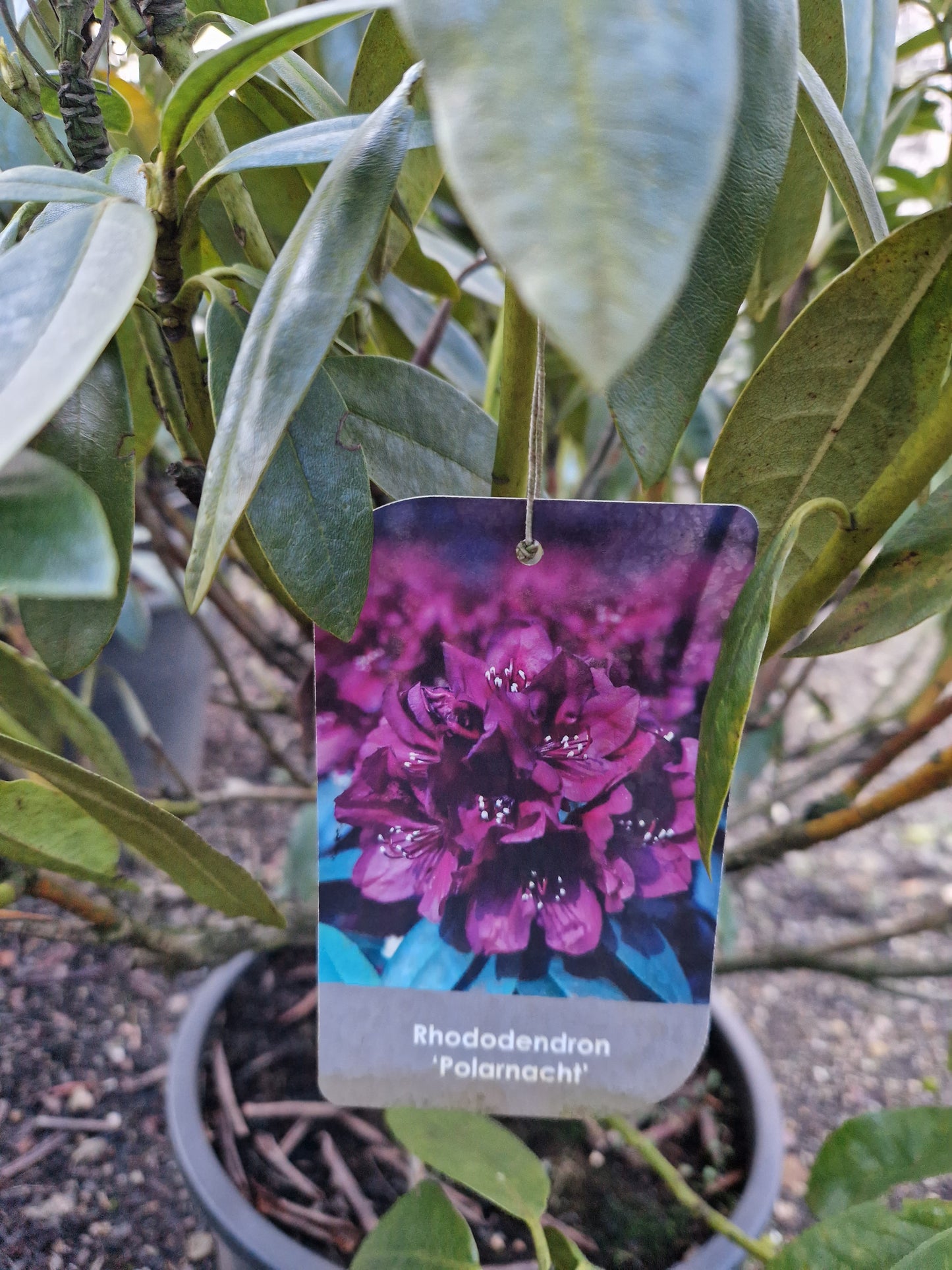 Rhododendron Polarnacht 80-90cm Donker paars