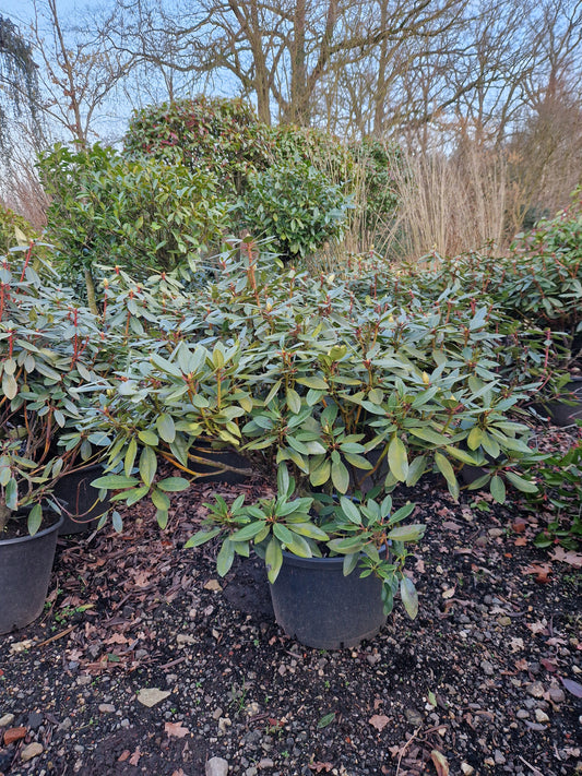Rhododendron Hachman's Kokordia 70-80cm Licht Lila