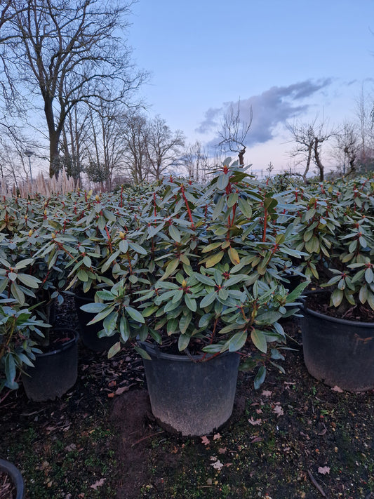 Rhododendron Hachmann's Kokordia 80-90cm Licht Lila