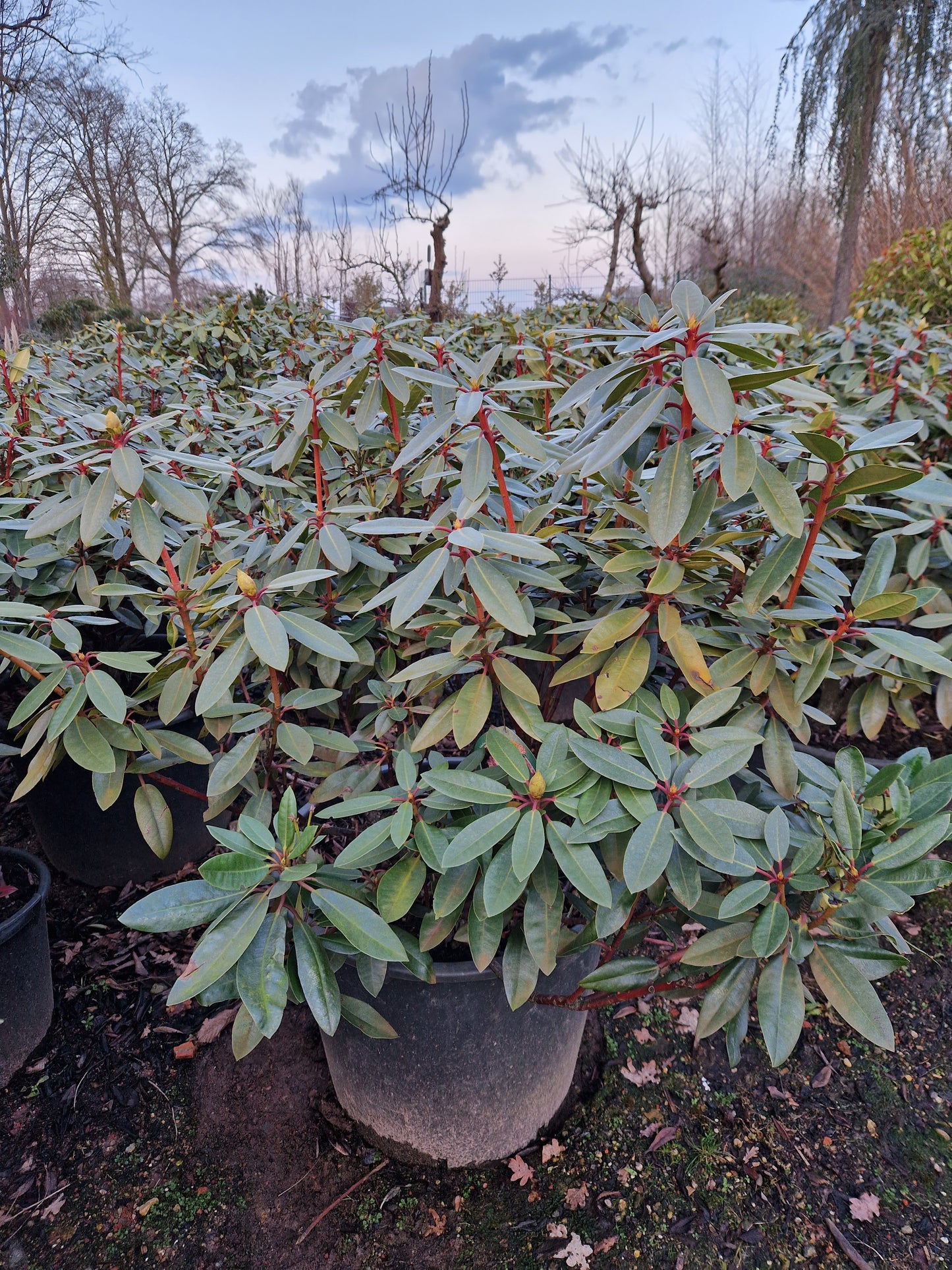 Rhododendron Hachmann's Kokordia 80-90cm Licht Lila