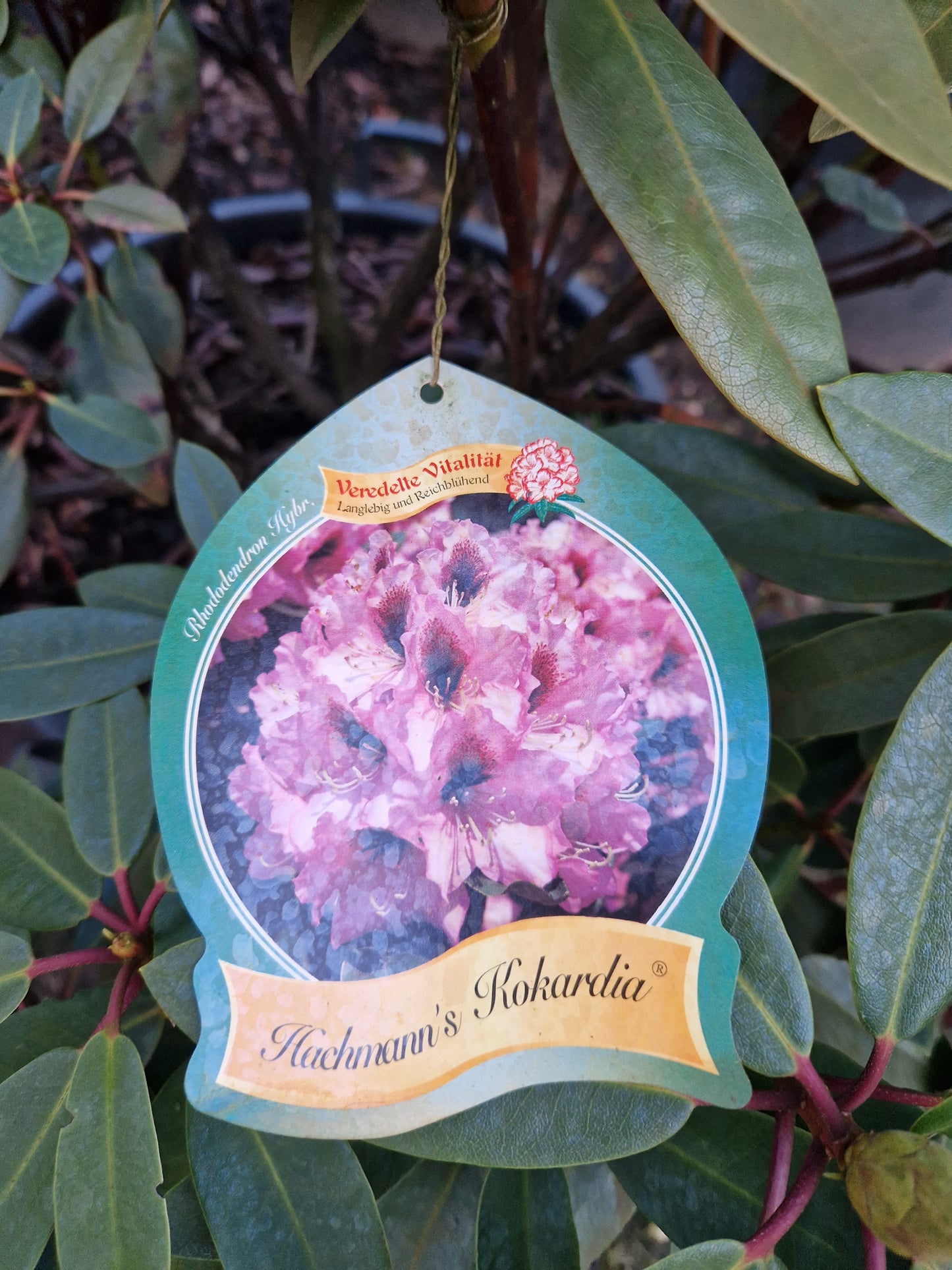 Rhododendron Hachmann's Kokordia 80-90cm Licht Lila