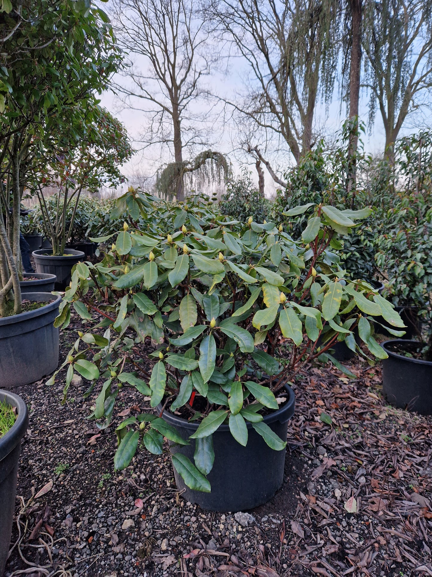 Rhododendron Hachmann's Feuerschein 70-80cm Rood