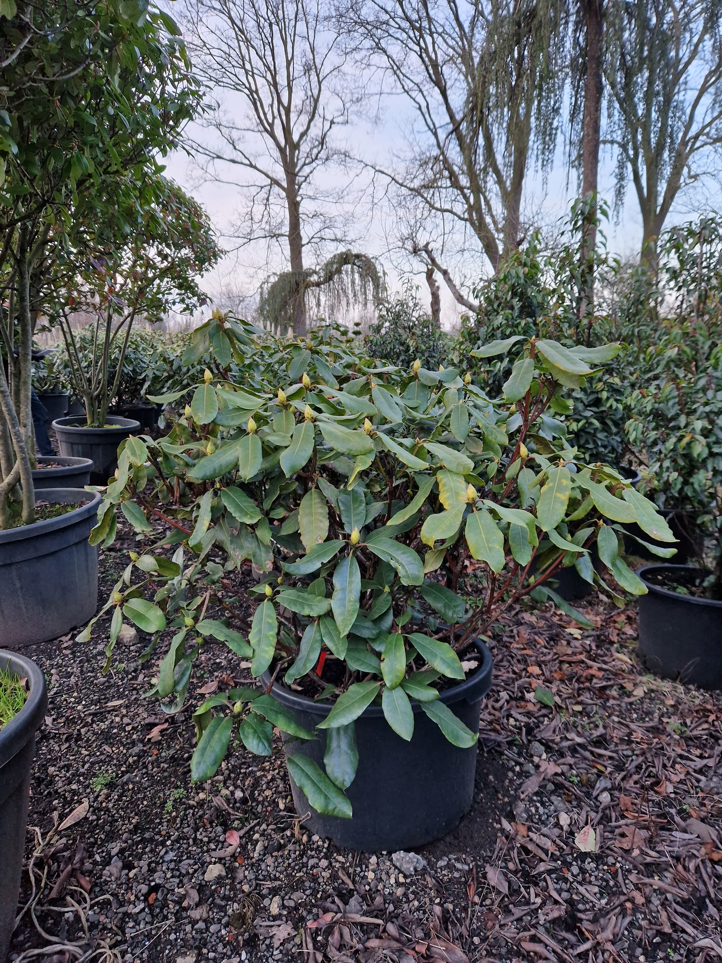Rhododendron Hachmann's Feuerschein 70-80cm Rood