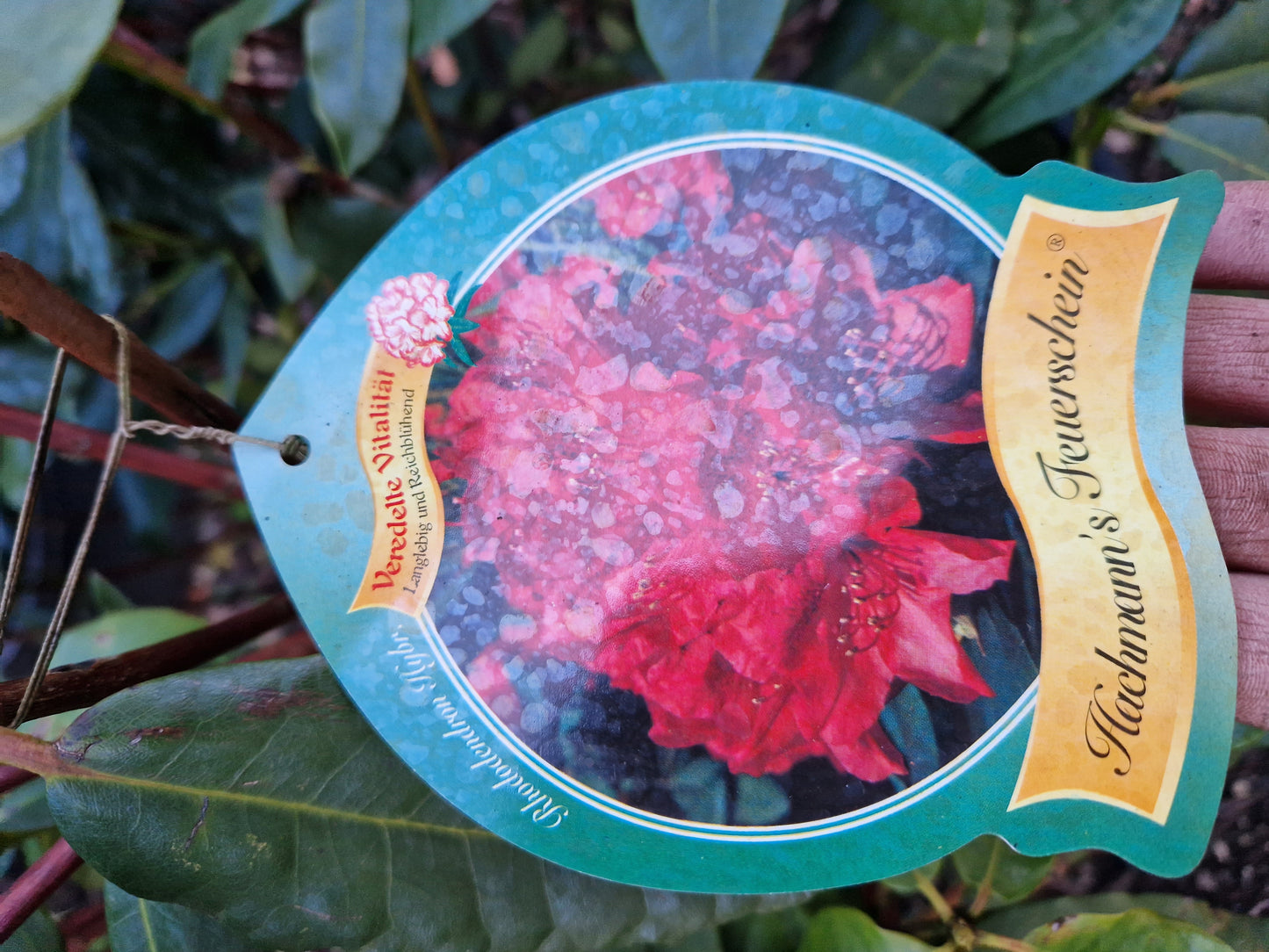 Rhododendron Hachmann's Feuerschein 70-80cm Rood