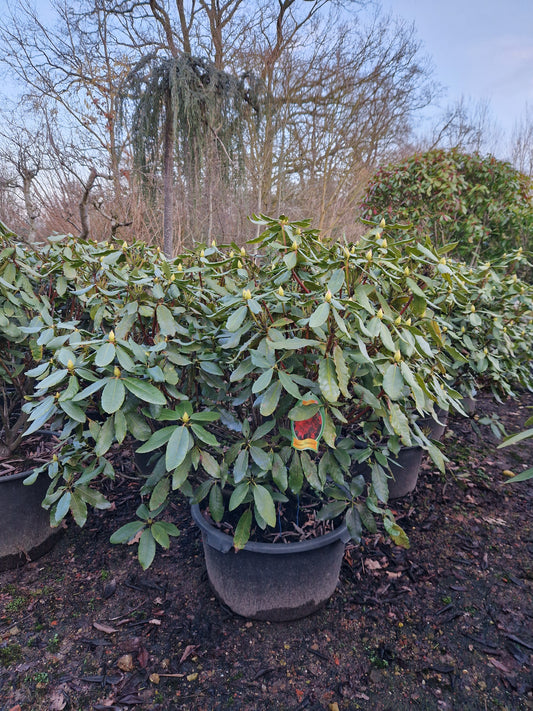 Rhododendron Hachmann's Feuerschein 100-120cm Rood