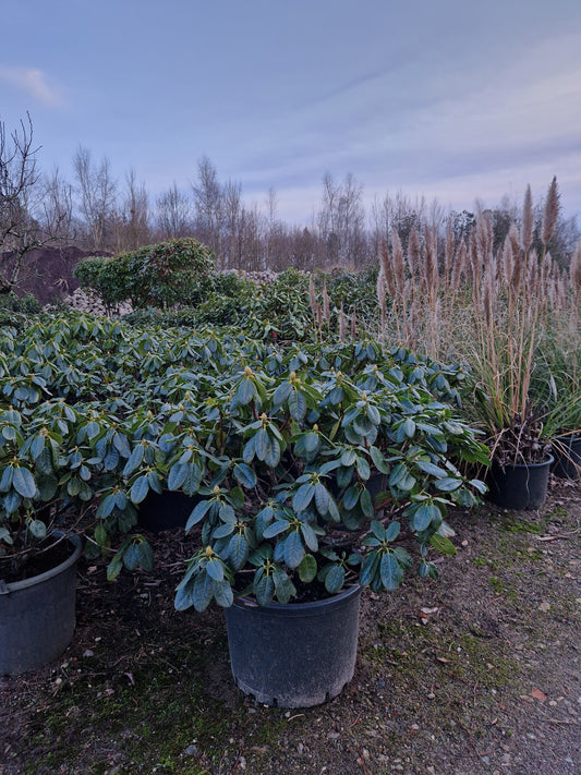 Rhododendron Gold Bucket 60-70cm Geel
