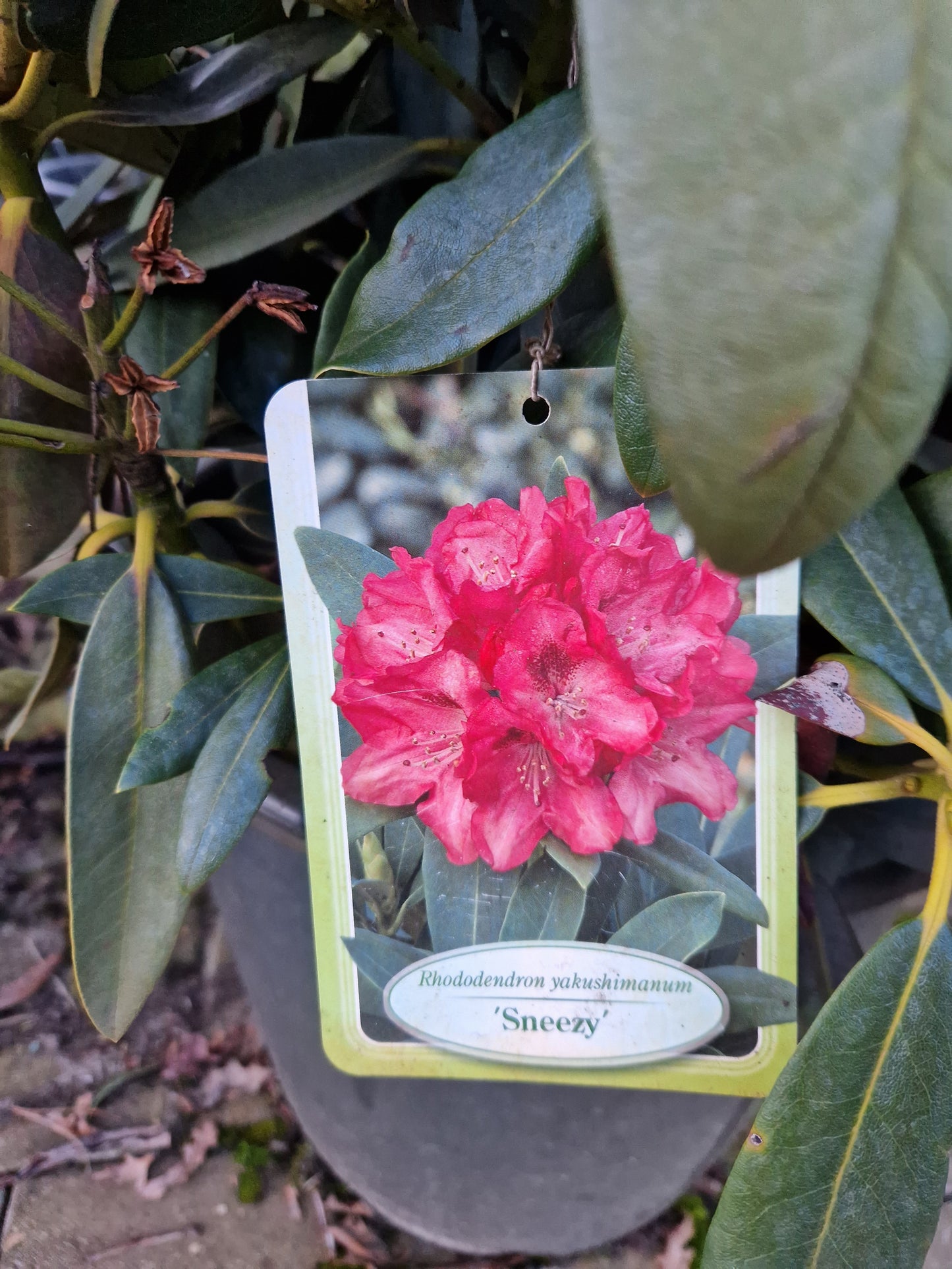 Rhododendron yakushimanum Sneezy 60cm Roze Rood