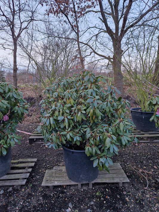 Rhododendron Roseum Elegans 120cm XXL Solitair