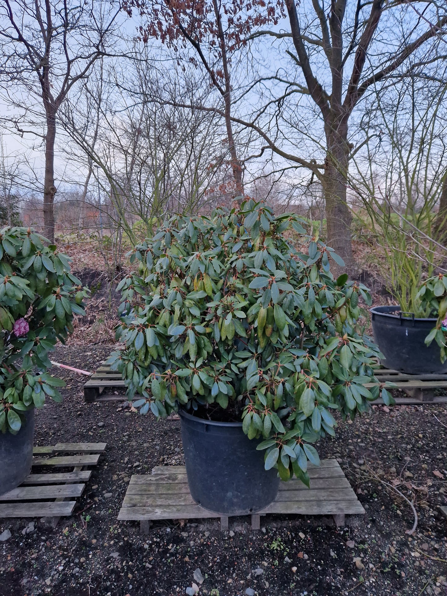 Rhododendron Roseum Elegans 120cm XXL Solitair