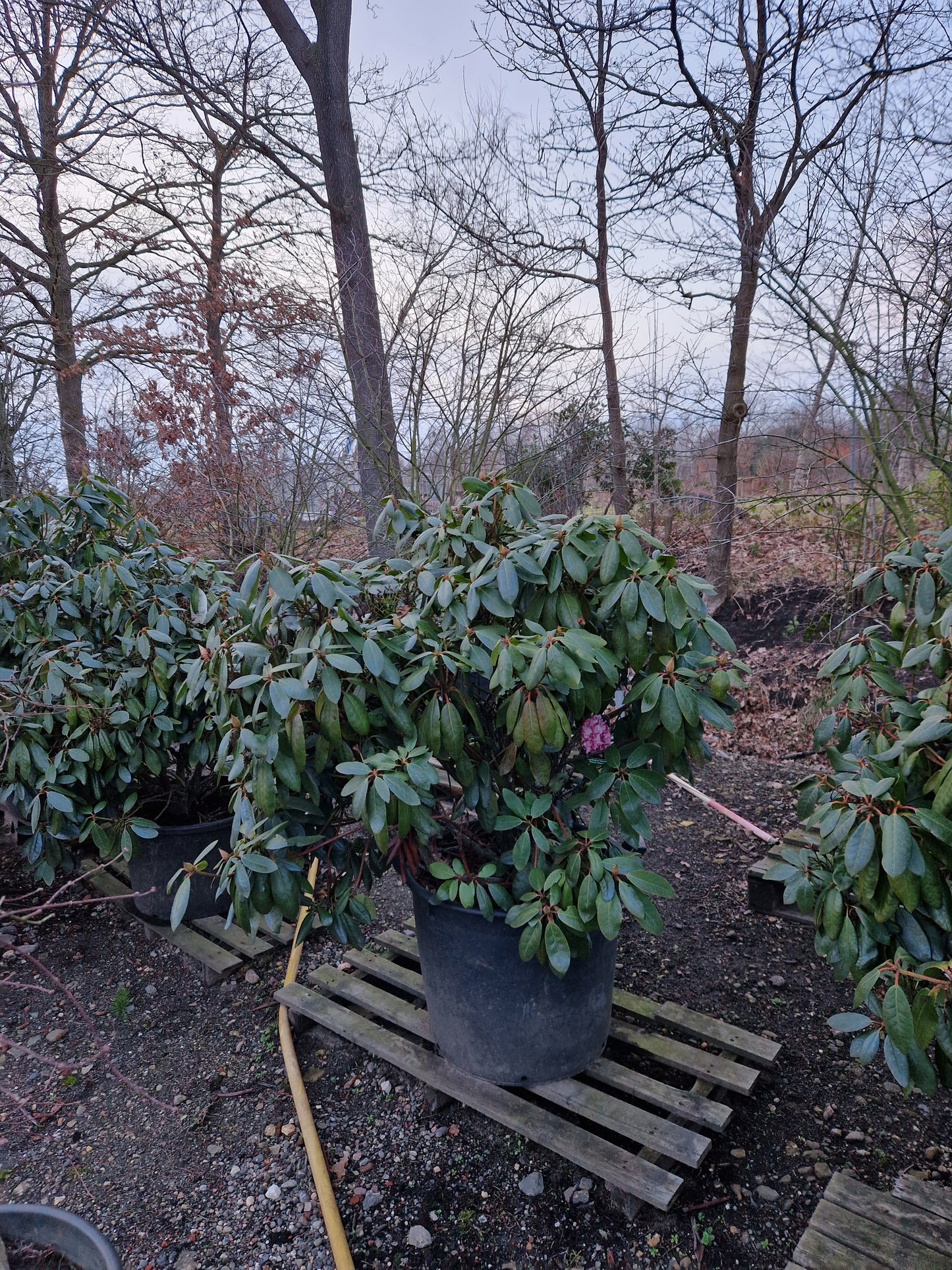 Rhododendron Roseum Elegans 120cm XXL Solitair
