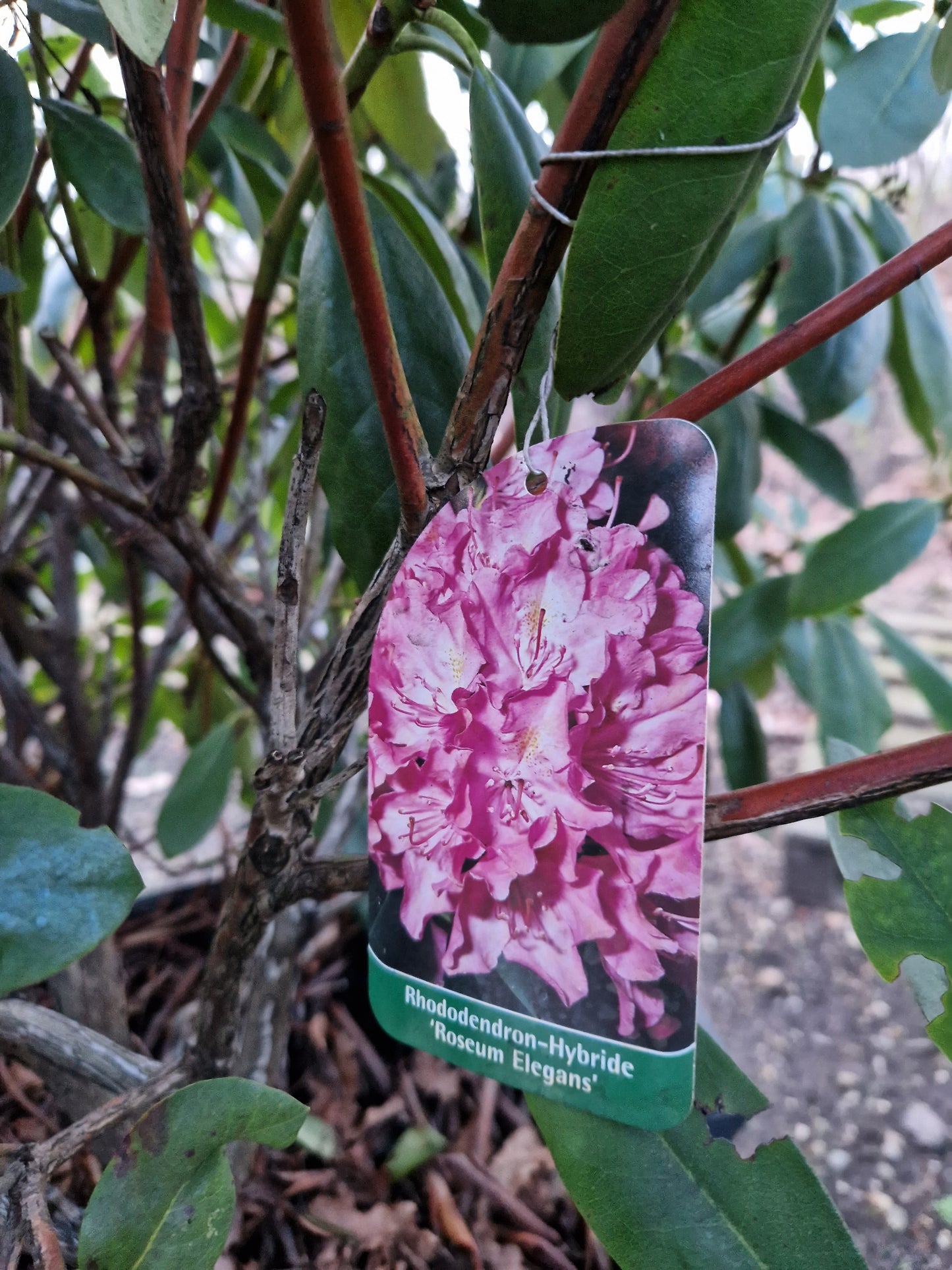 Rhododendron Roseum Elegans 120cm XXL Solitair