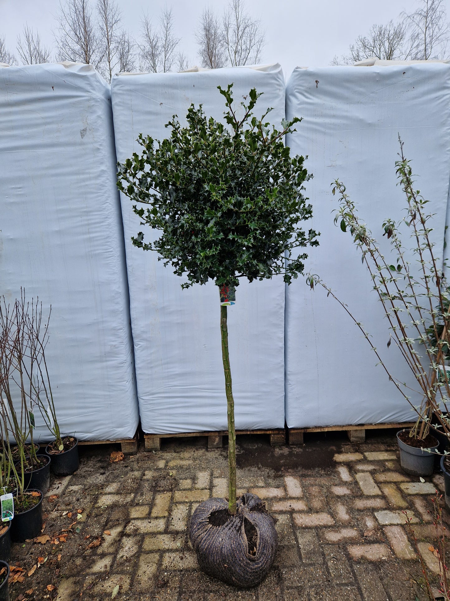 Ilex aquifolium 100cm Hulst op stam 40-50cm Bol