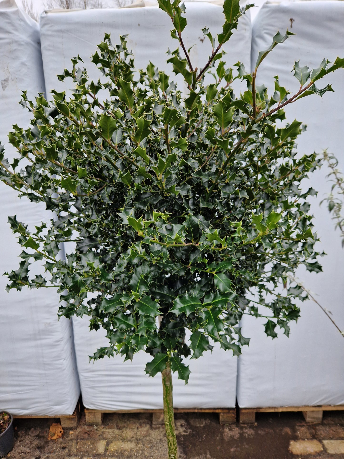 Ilex aquifolium 100cm Hulst op stam 40-50cm Bol