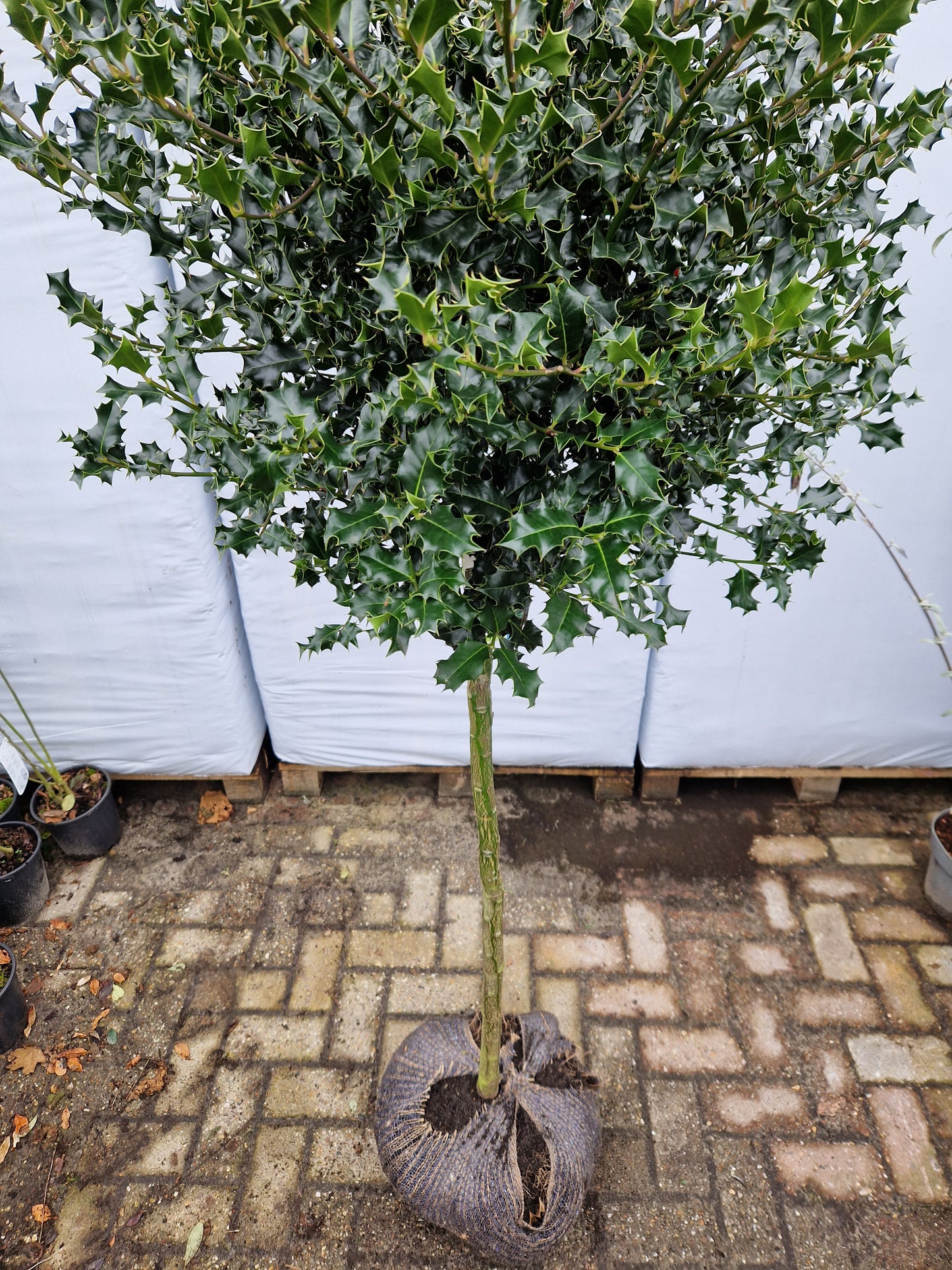 Ilex aquifolium 100cm Hulst op stam 40-50cm Bol