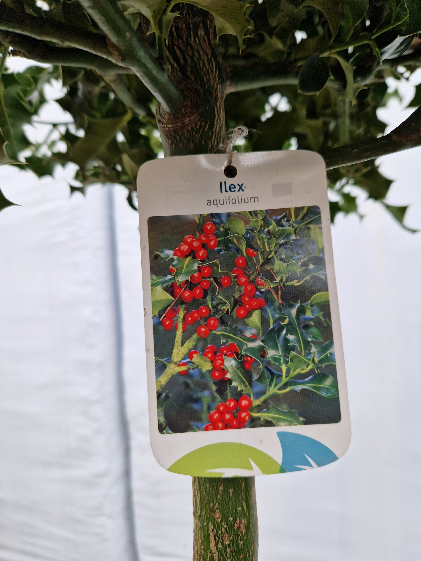 Ilex aquifolium 100cm Hulst op stam 40-50cm Bol