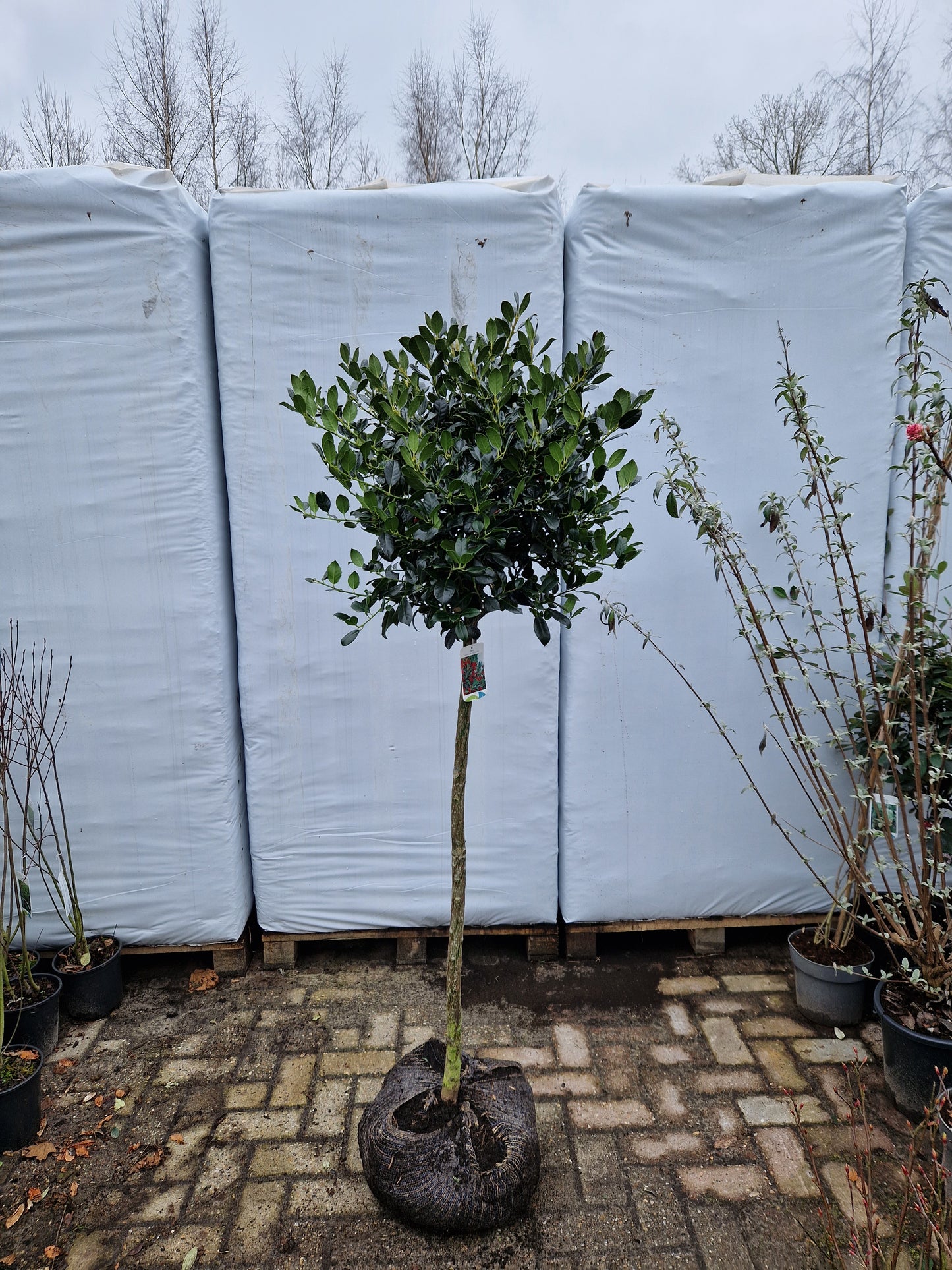 Ilex aquifolium J.C. Van Tol 100cm Hulst op stam 40-50cm Bol
