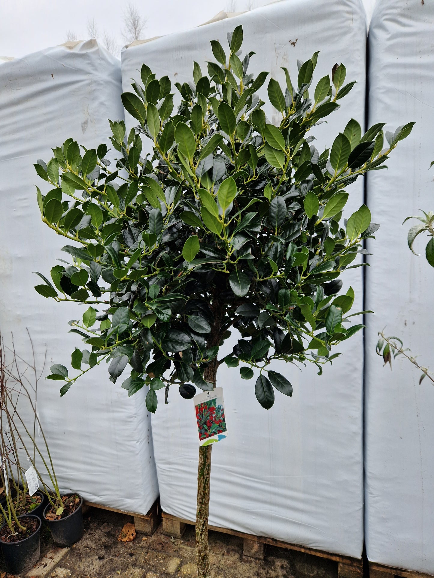 Ilex aquifolium J.C. Van Tol 100cm Hulst op stam 40-50cm Bol