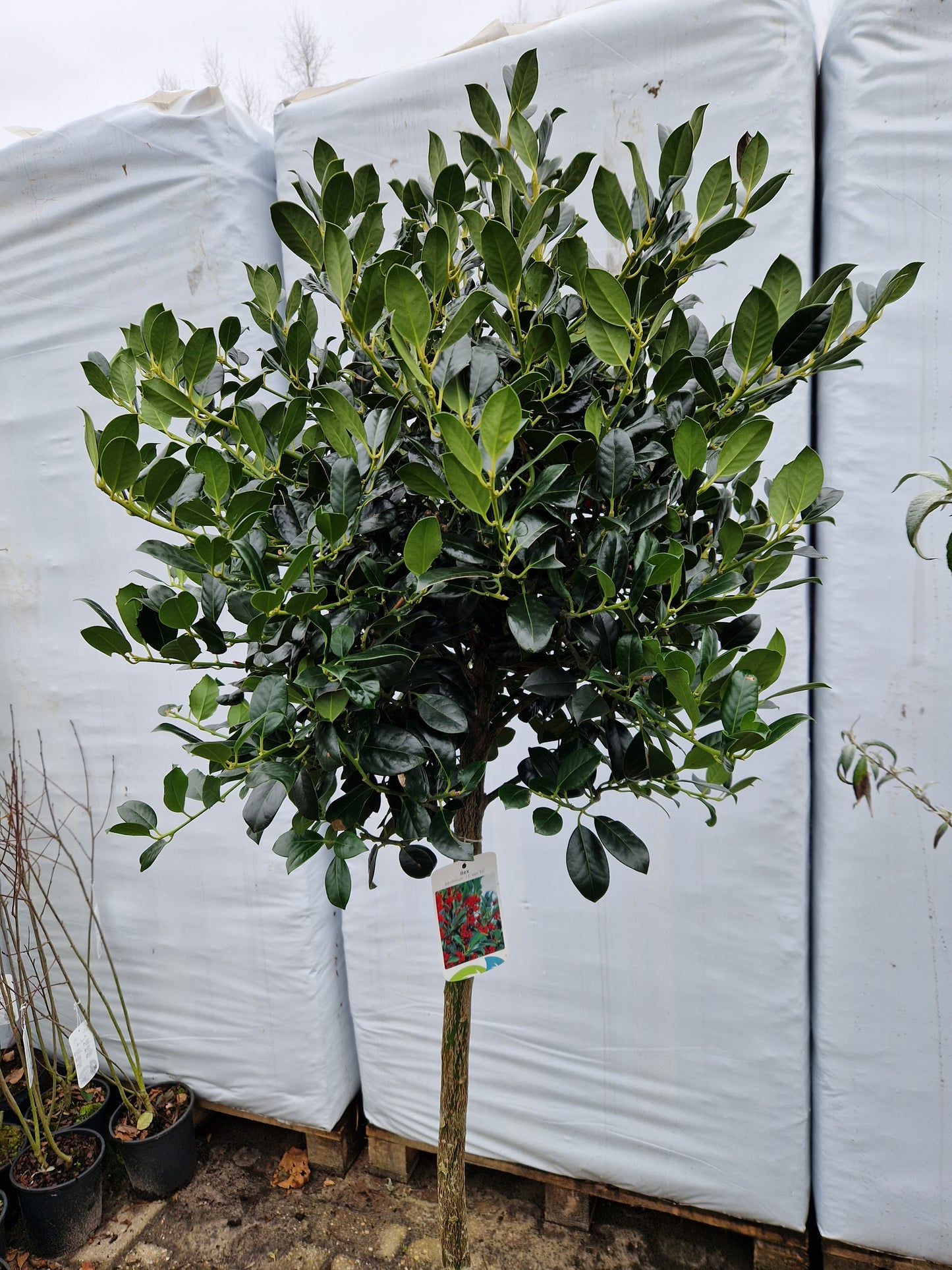 Ilex aquifolium J.C. Van Tol 100cm Hulst op stam 40-50cm Bol
