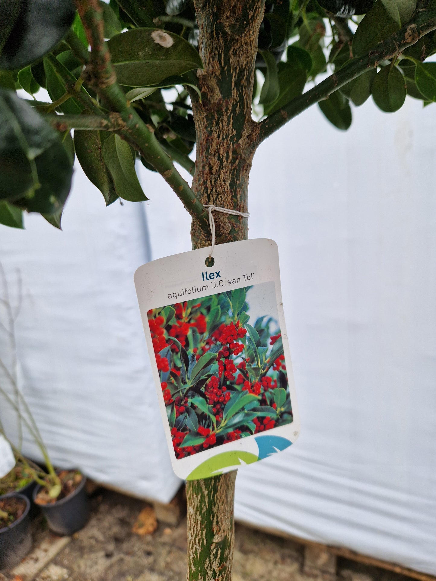 Ilex aquifolium J.C. Van Tol 100cm Hulst op stam 40-50cm Bol