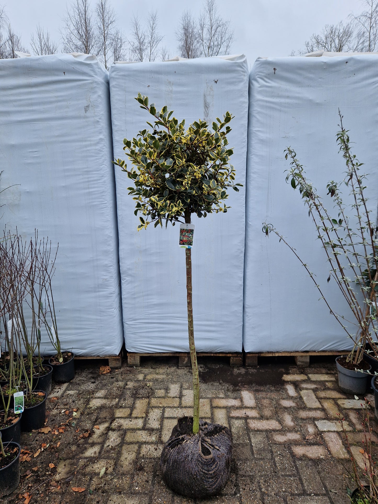 Ilex aquifolium Rubricaulis Aurea 100cm Bonte Hulst op stam 40-50cm Bol