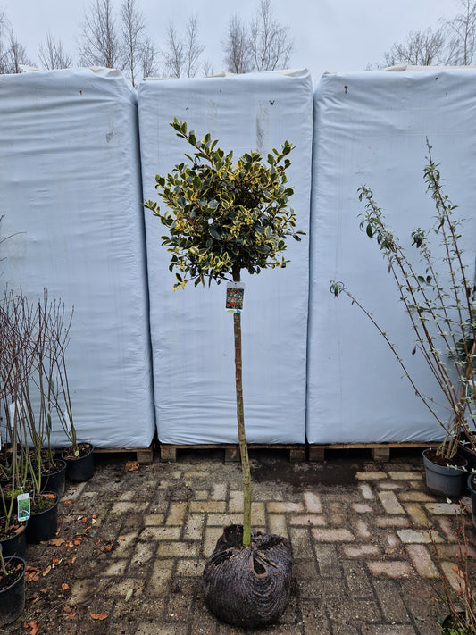Ilex aquifolium Rubricaulis Aurea 100cm Bonte Hulst op stam 40-50cm Bol