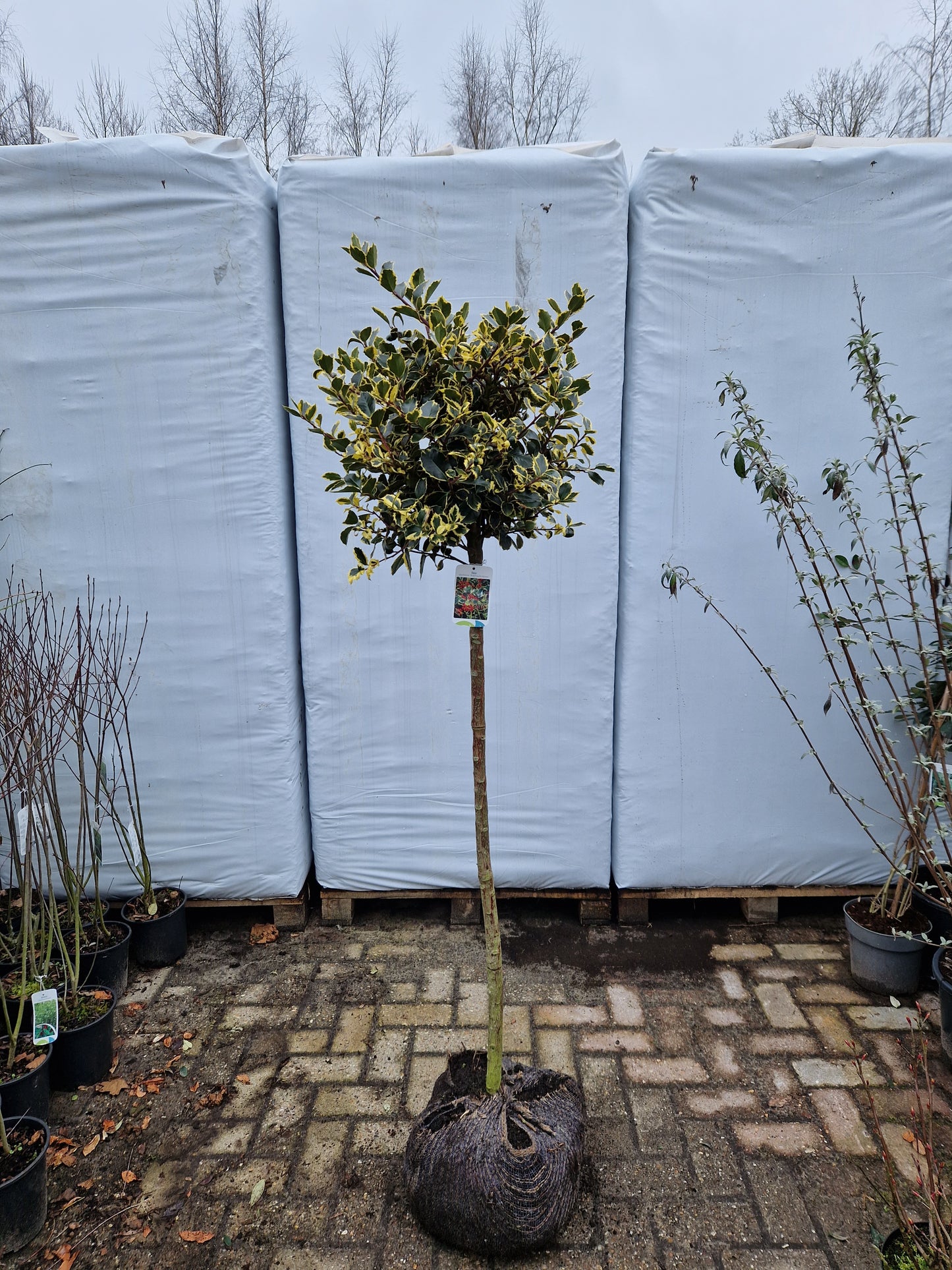 Ilex aquifolium Rubricaulis Aurea 100cm Bonte Hulst op stam 40-50cm Bol