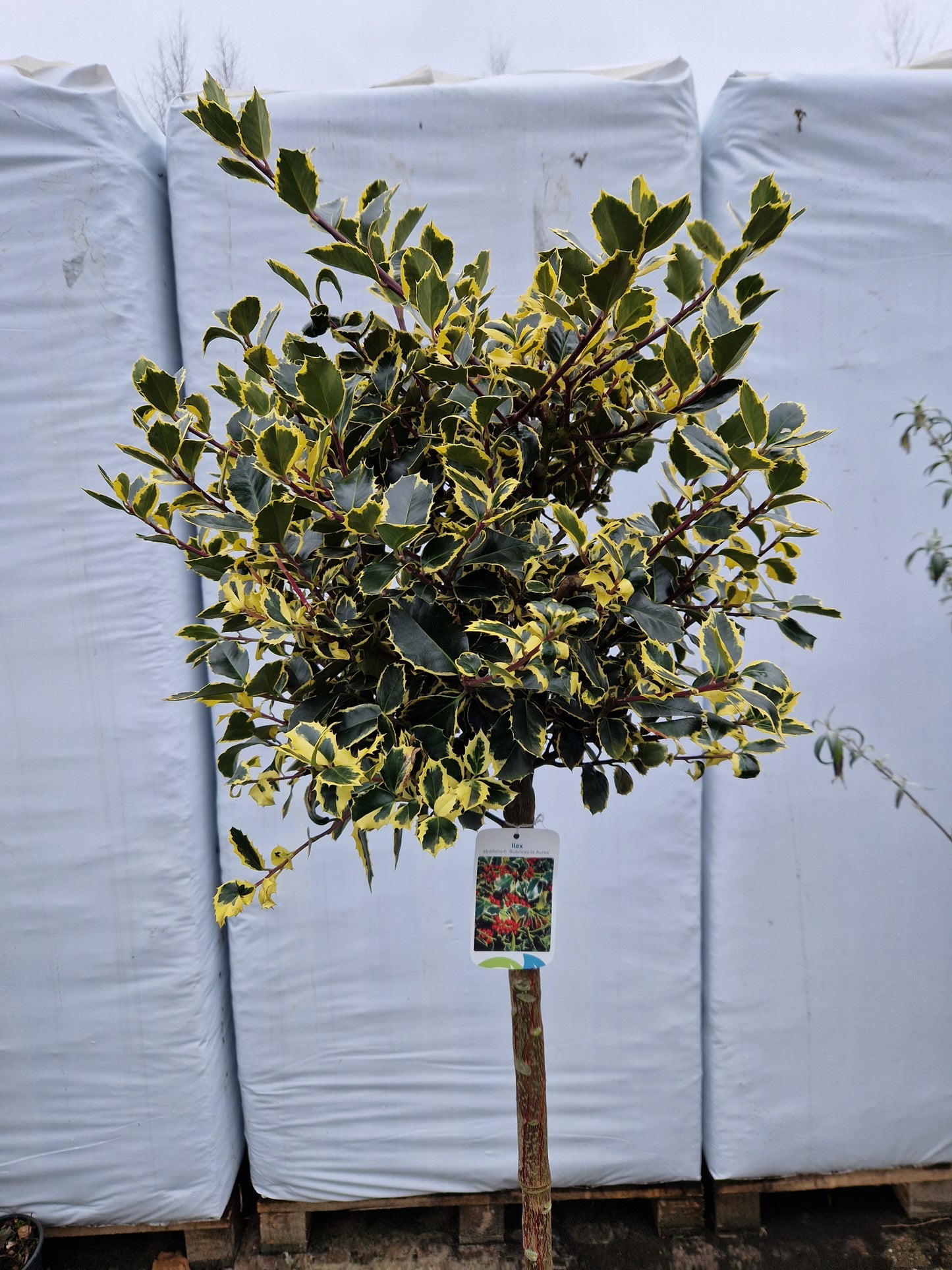 Ilex aquifolium Rubricaulis Aurea 100cm Bonte Hulst op stam 40-50cm Bol