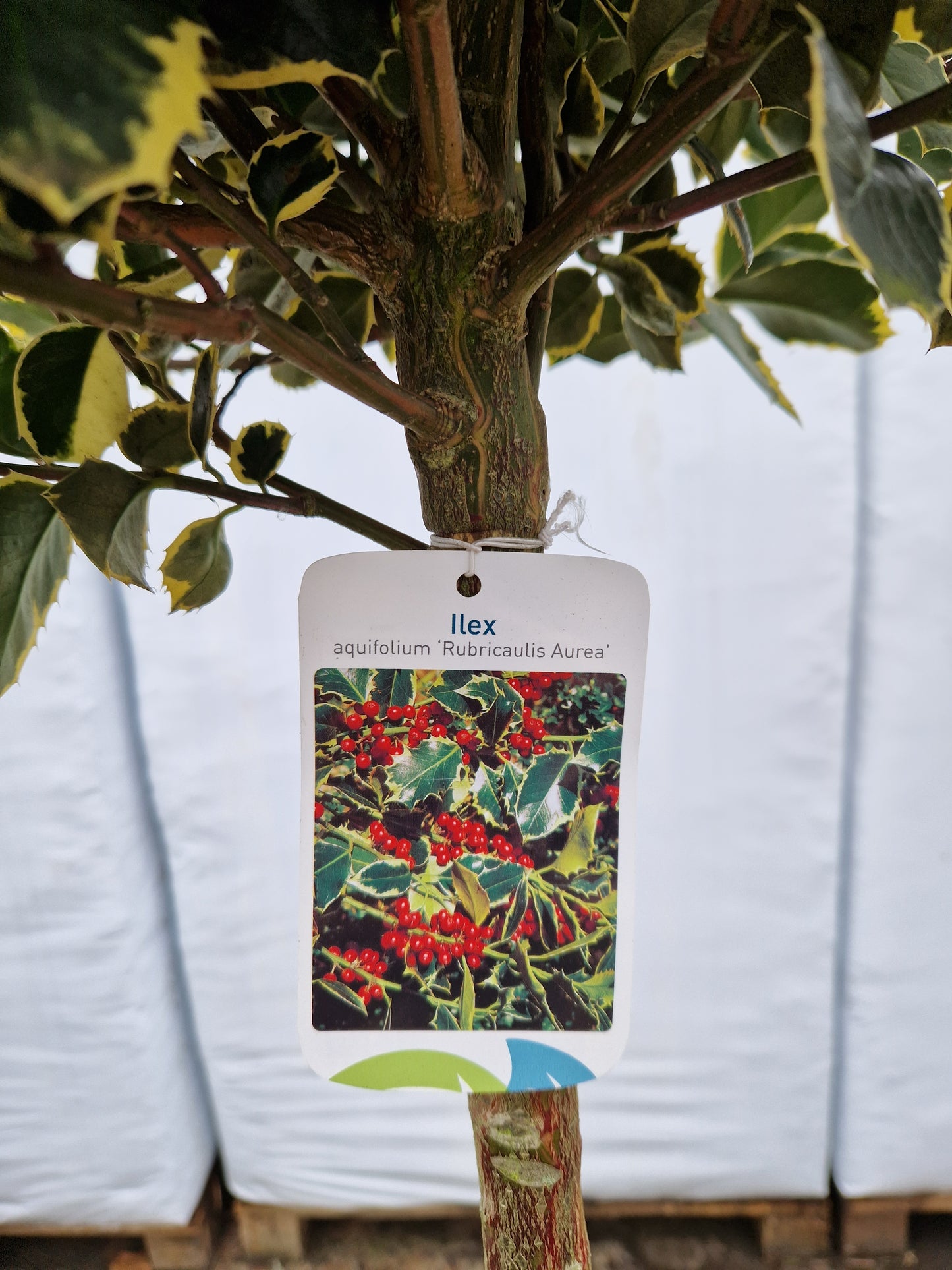 Ilex aquifolium Rubricaulis Aurea 100cm Bonte Hulst op stam 40-50cm Bol