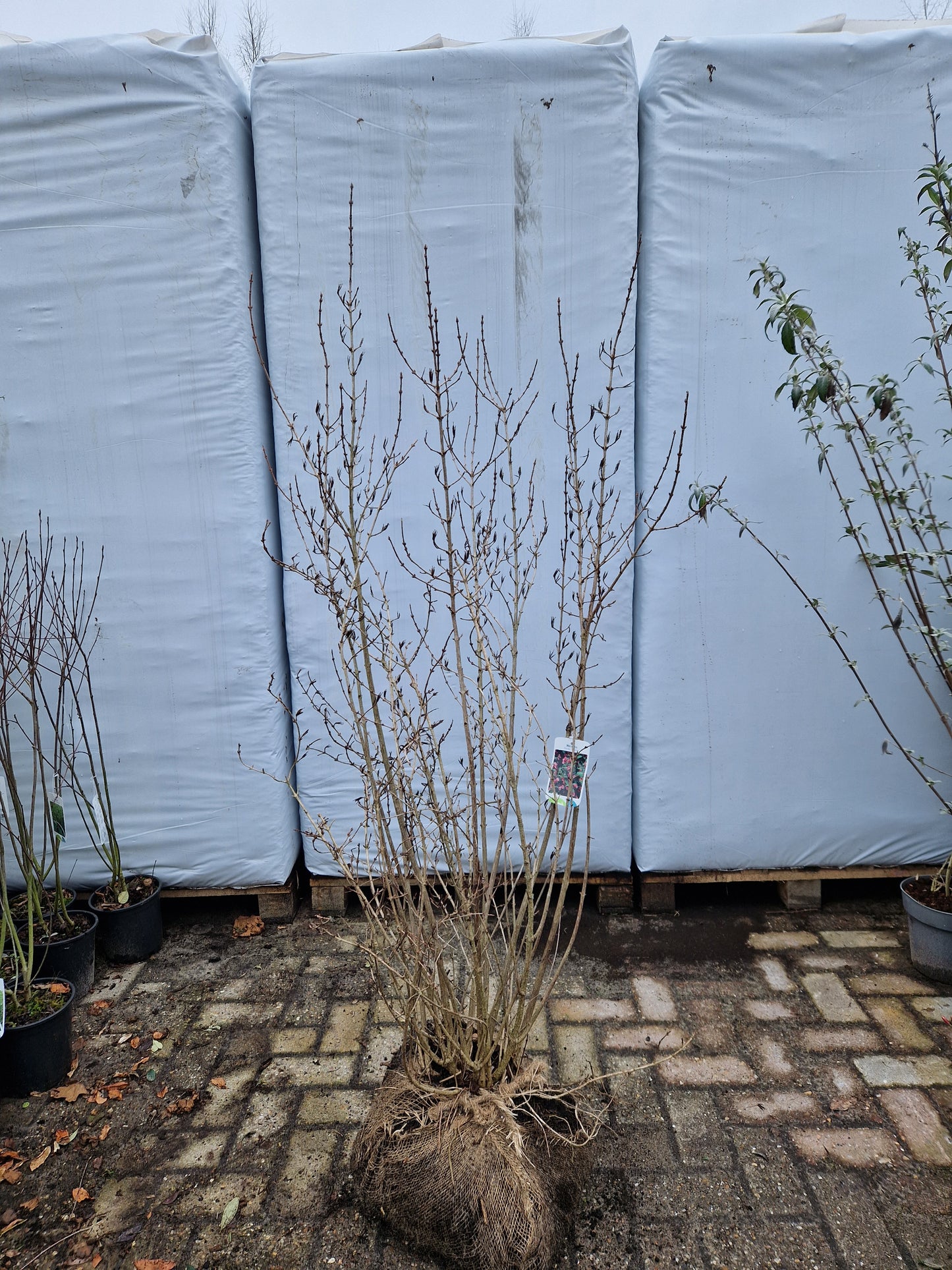 Weigela Florida Victoria Roze Rood 120-140cm