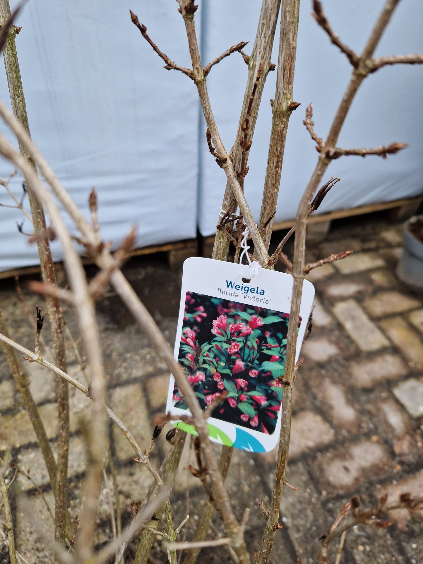 Weigela Florida Victoria Roze Rood 120-140cm