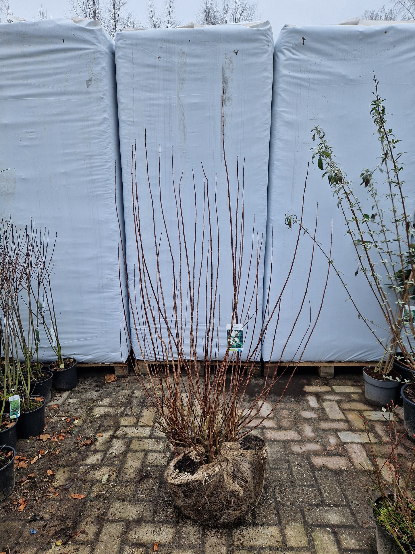 Philadelphus Snowbelle Boerenjasmijn Wit 100-120cm