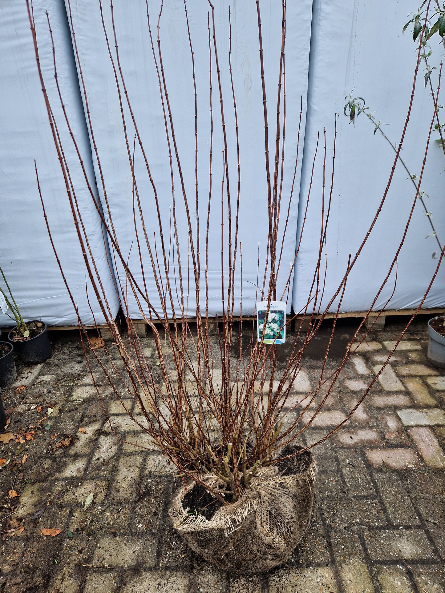 Philadelphus Snowbelle Boerenjasmijn Wit 100-120cm