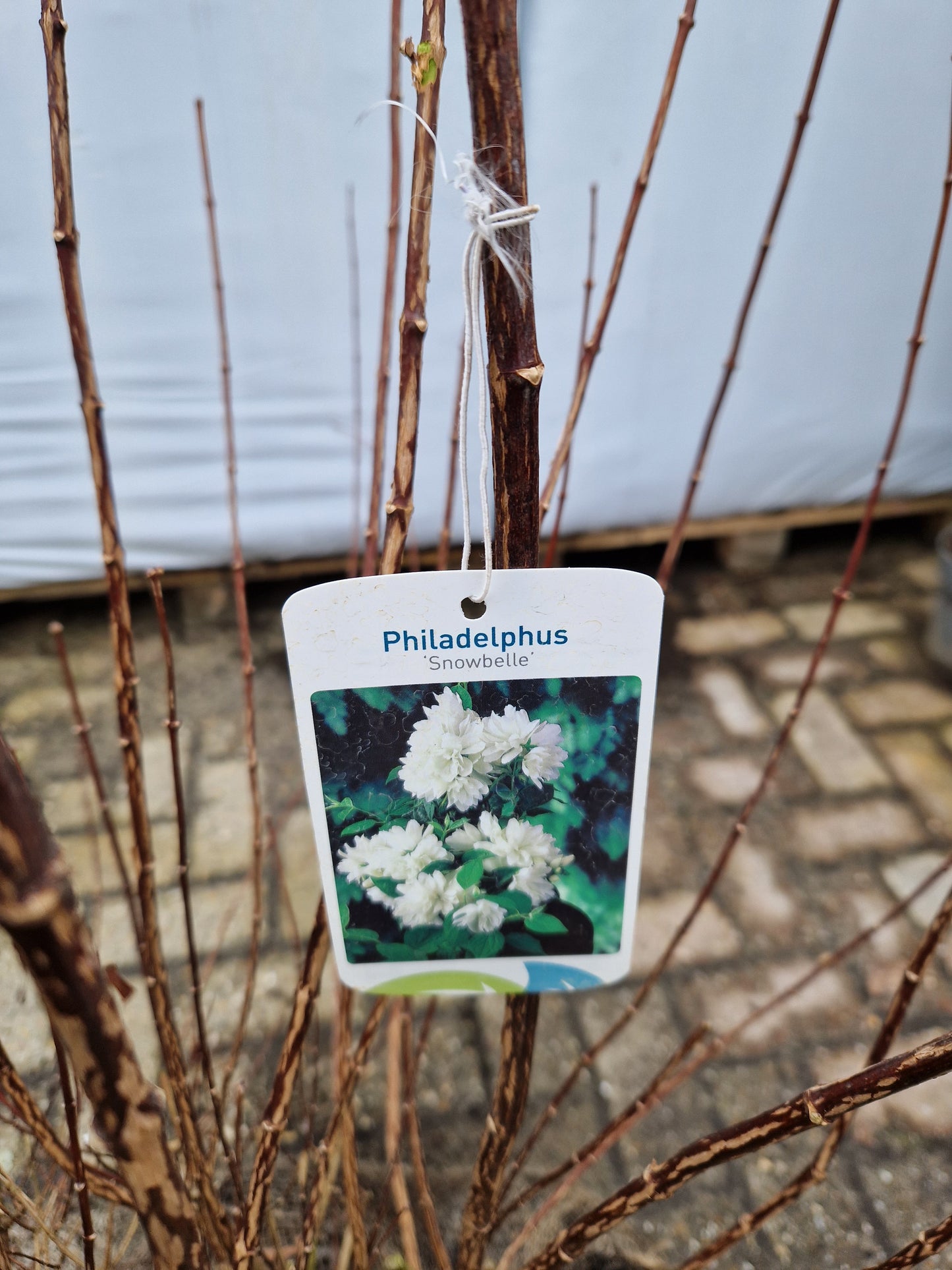 Philadelphus Snowbelle Boerenjasmijn Wit 100-120cm