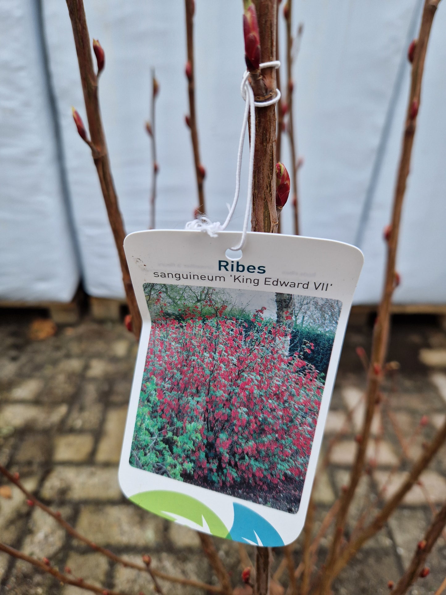 Ribes Sanguineum King Edwards VII Aalbes