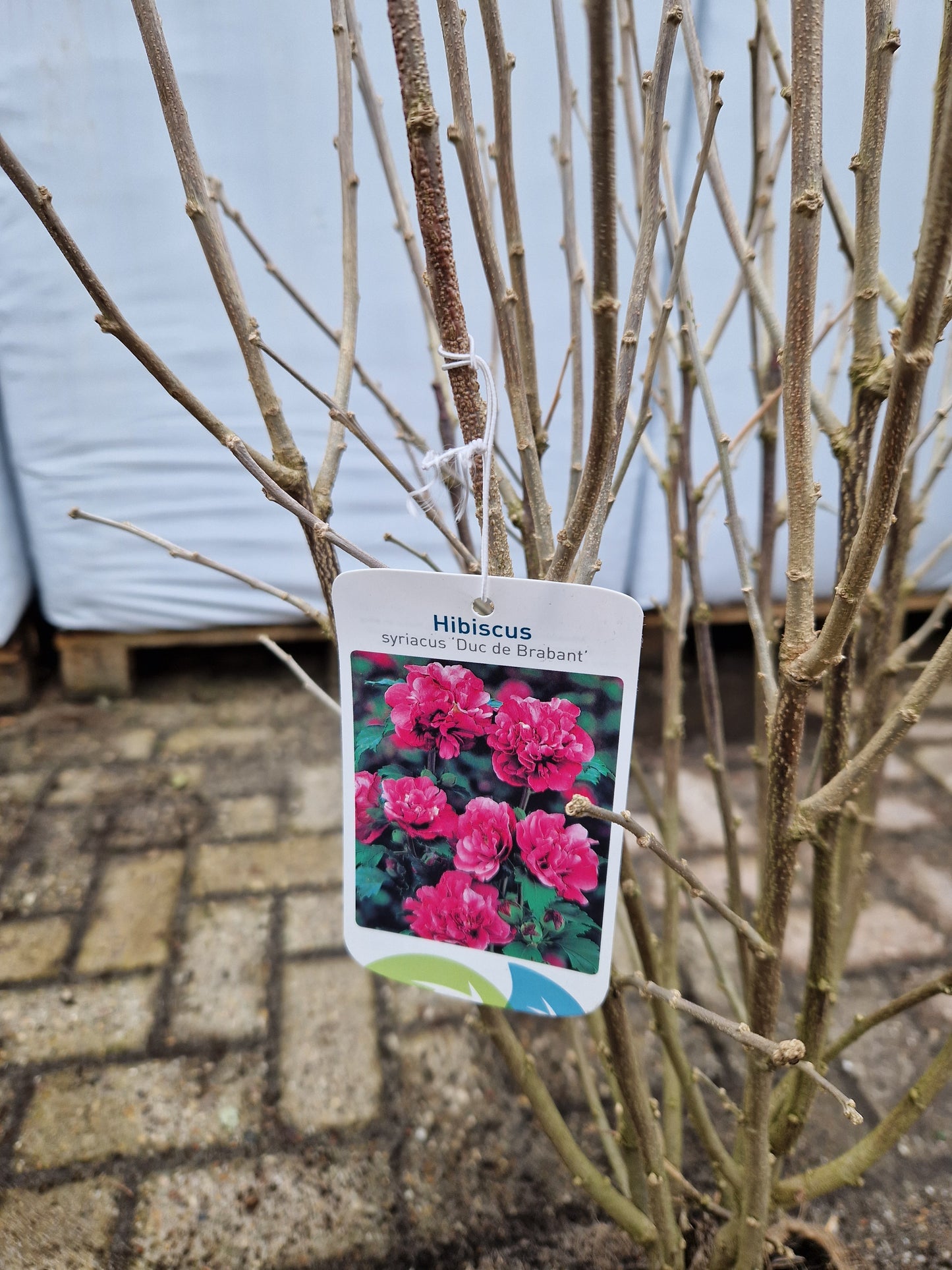 Hibiscus syriacus Duc de Brabant Altheastruik Roze 80-100cm
