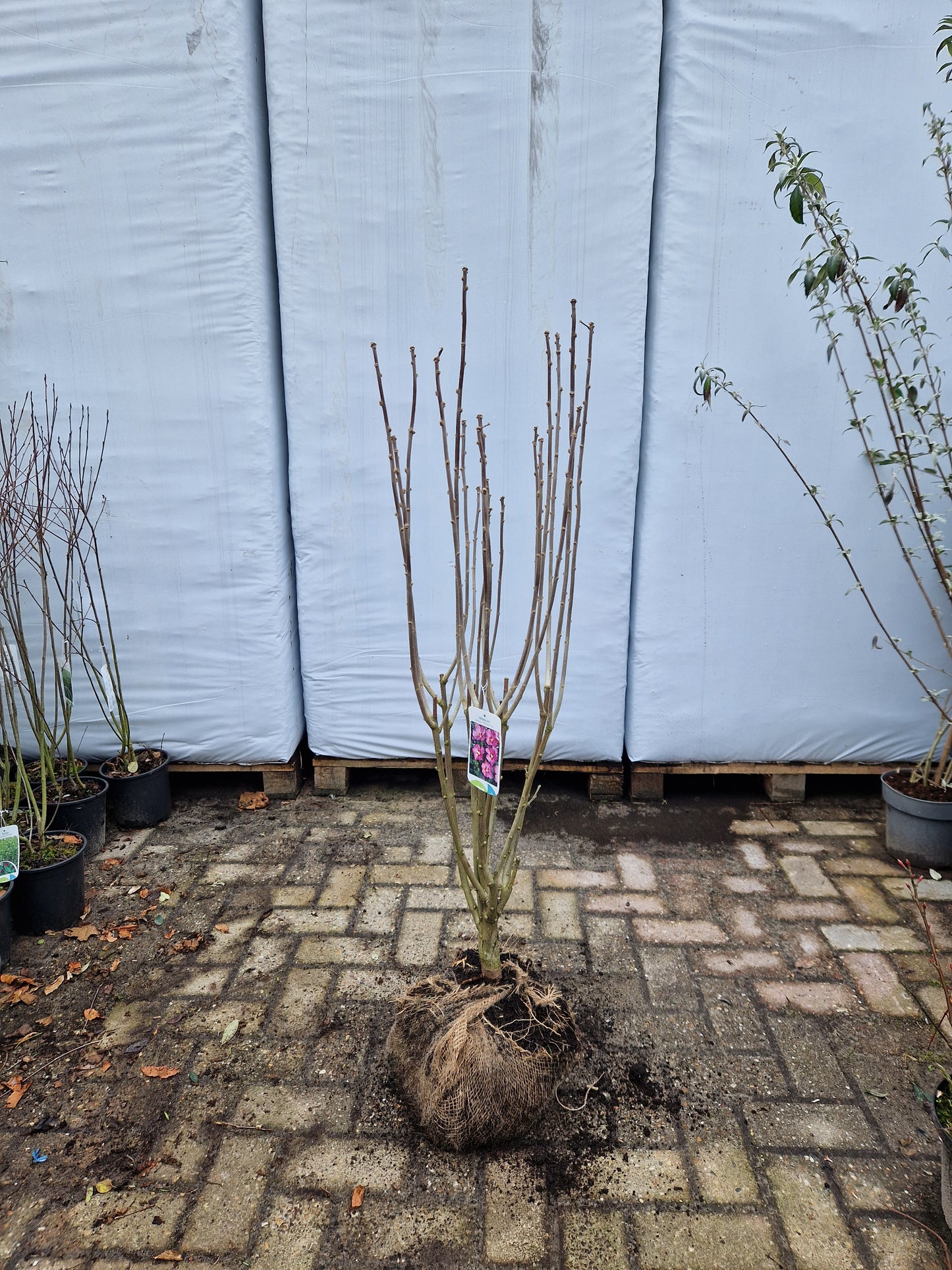 Hibiscus syriacus Woodbridge Altheastruik Roze 80-100cm