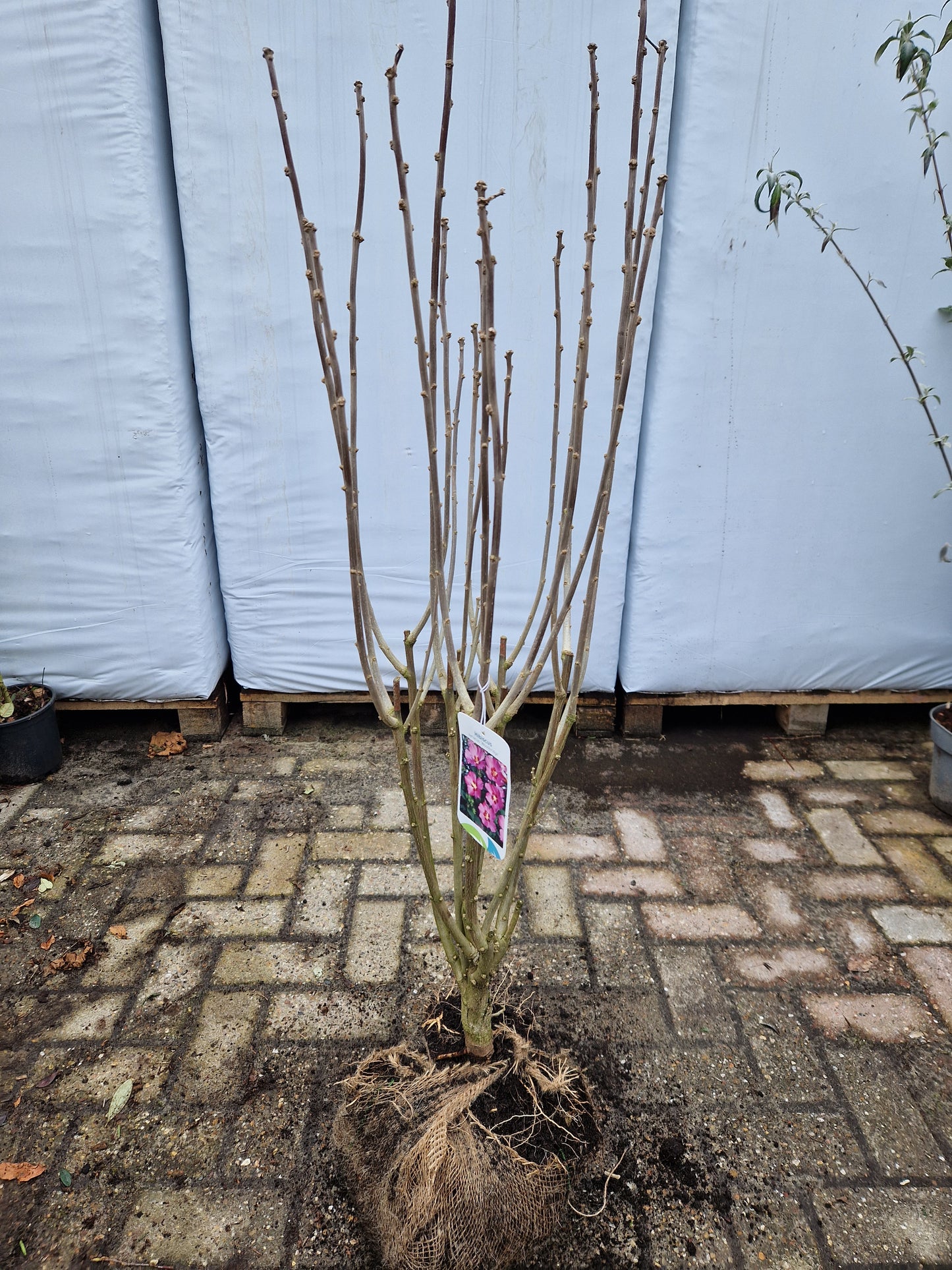 Hibiscus syriacus Woodbridge Altheastruik Roze 80-100cm