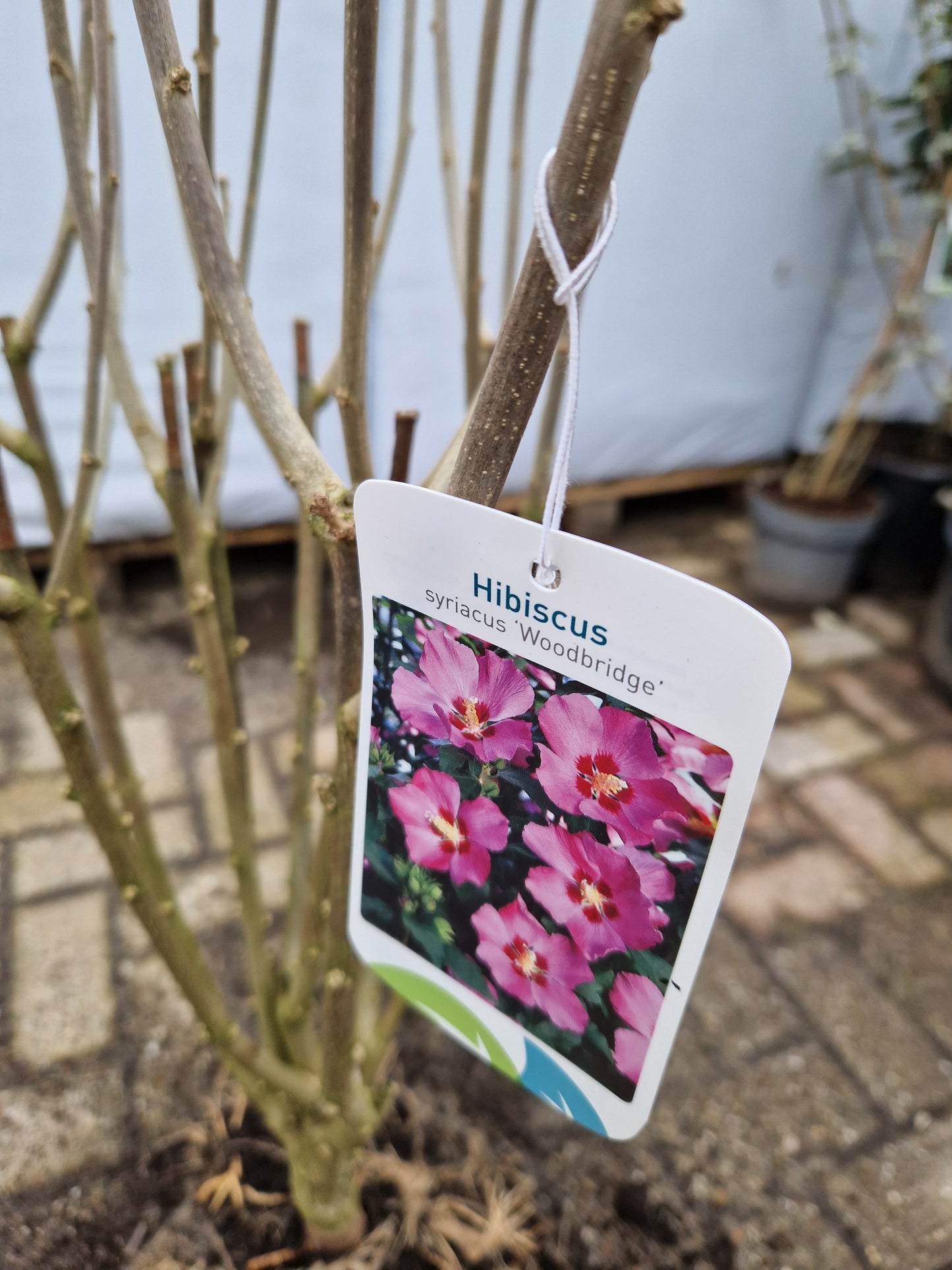 Hibiscus syriacus Woodbridge Altheastruik Roze 80-100cm
