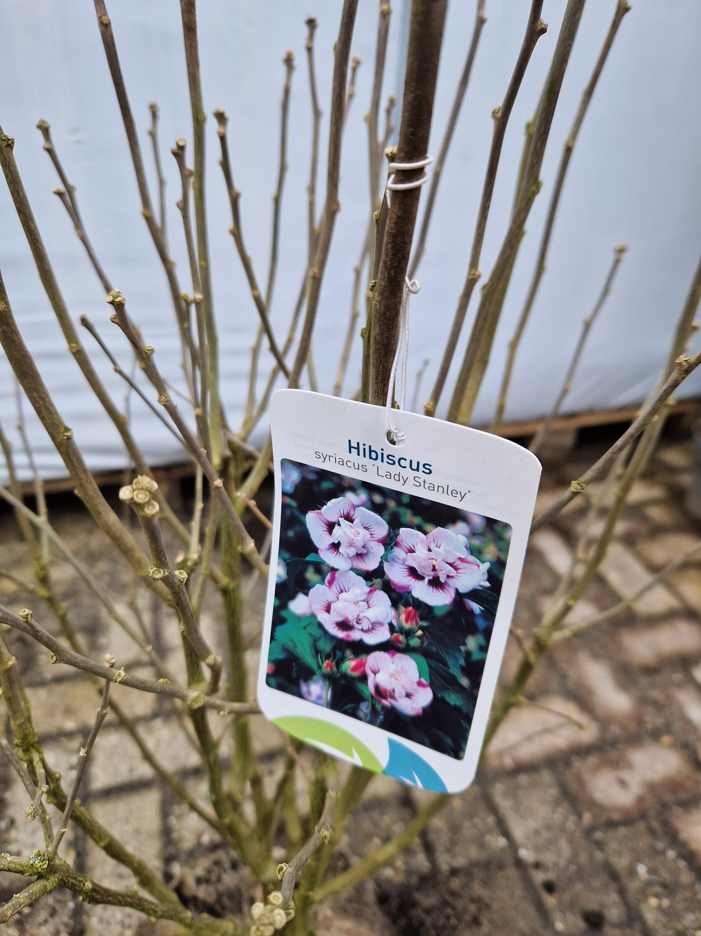 Hibiscus syriacus Lady stanley Altheastruik Wit rood 80-100cm