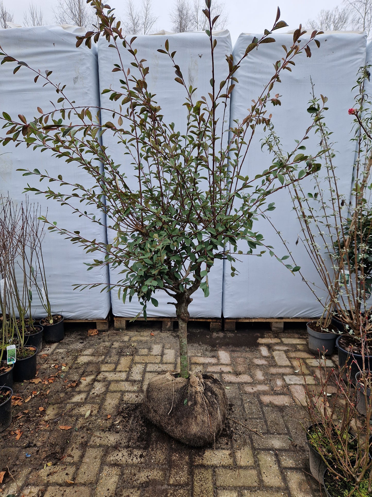 Cotoneaster Lacteus op stam 40-50cm Dikstammig XXL Dwergmispel