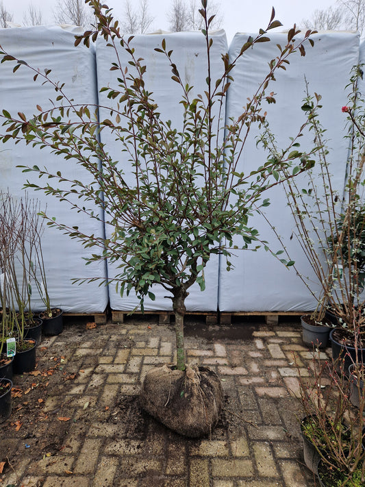 Cotoneaster Lacteus op stam 40-50cm Dikstammig XXL Dwergmispel