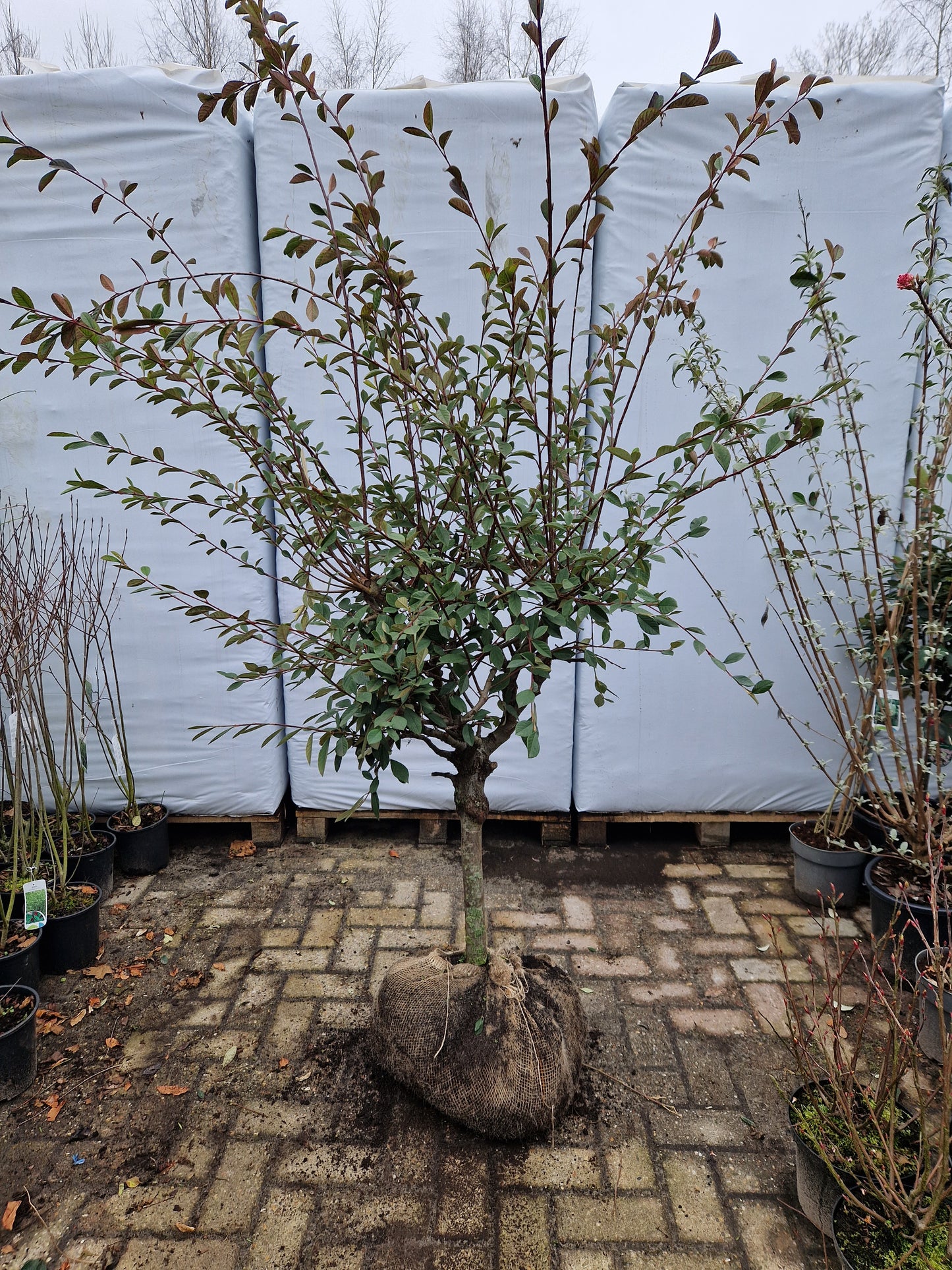 Cotoneaster Lacteus op stam 40-50cm Dikstammig XXL Dwergmispel