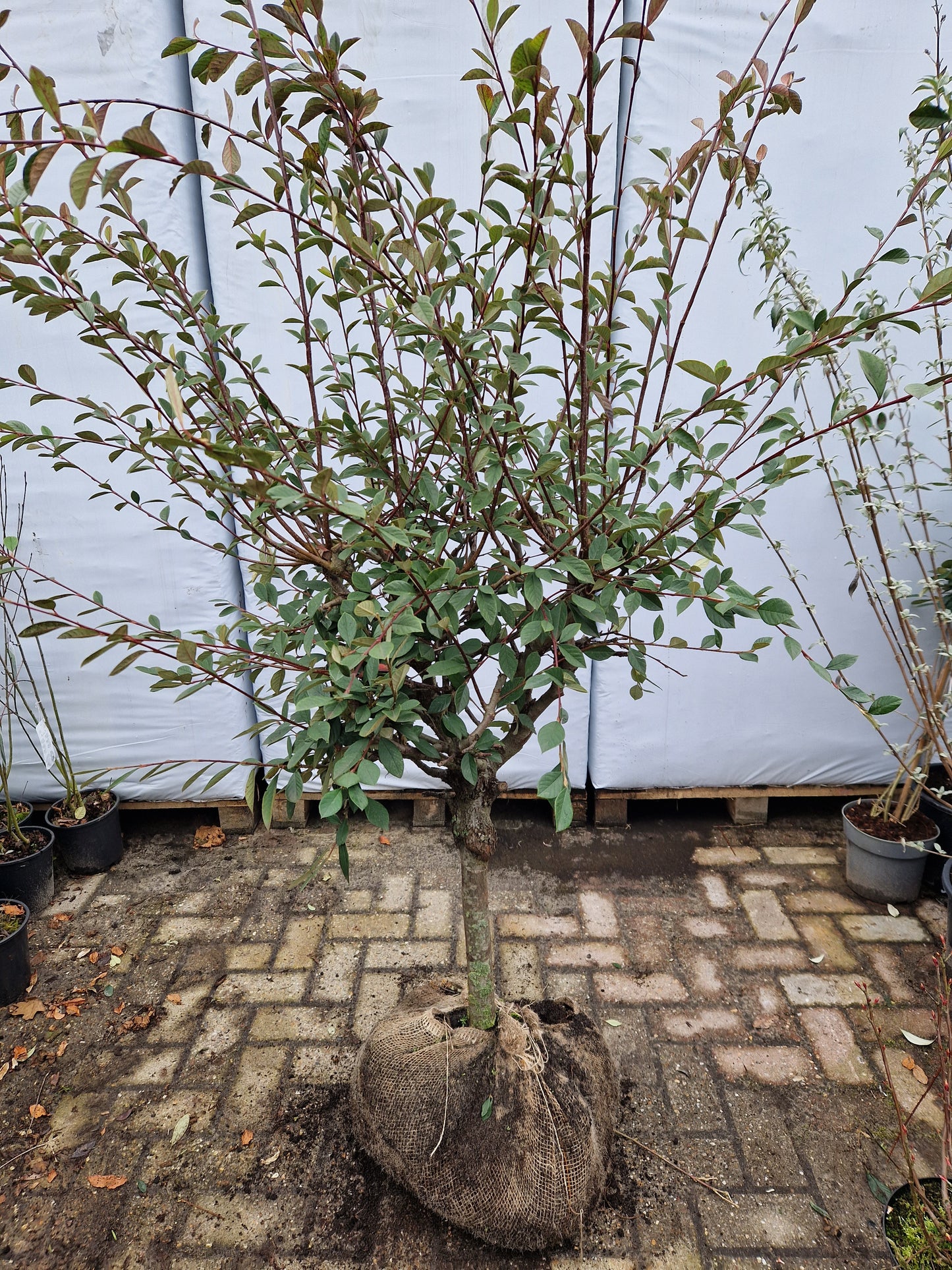 Cotoneaster Lacteus op stam 40-50cm Dikstammig XXL Dwergmispel