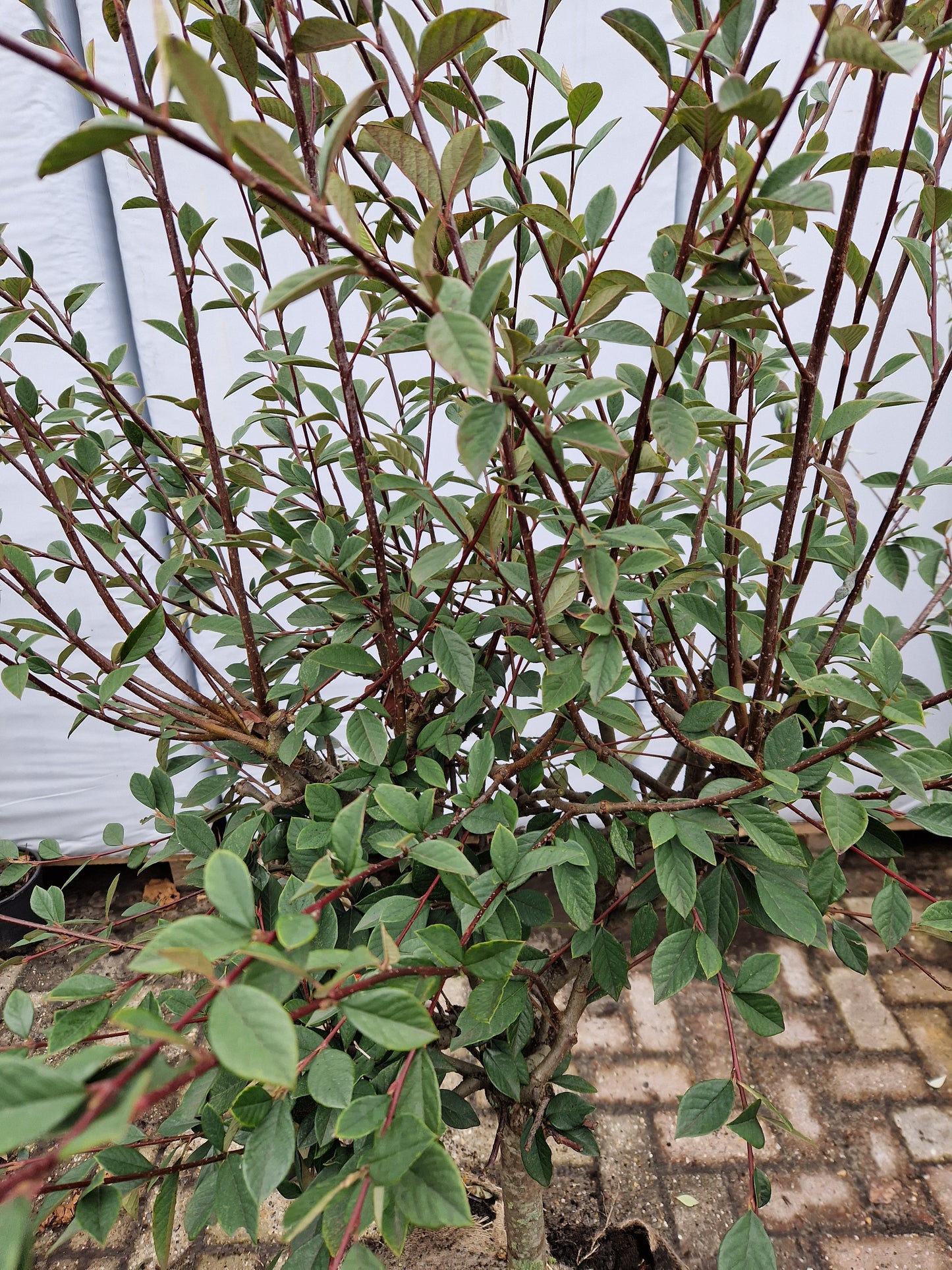 Cotoneaster Lacteus op stam 40-50cm Dikstammig XXL Dwergmispel