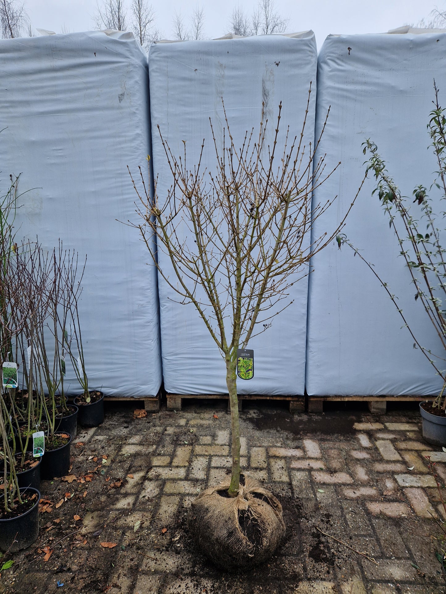 Ligustrum ovalifolium Aureum Liguster op stam 80cm Dikstammig