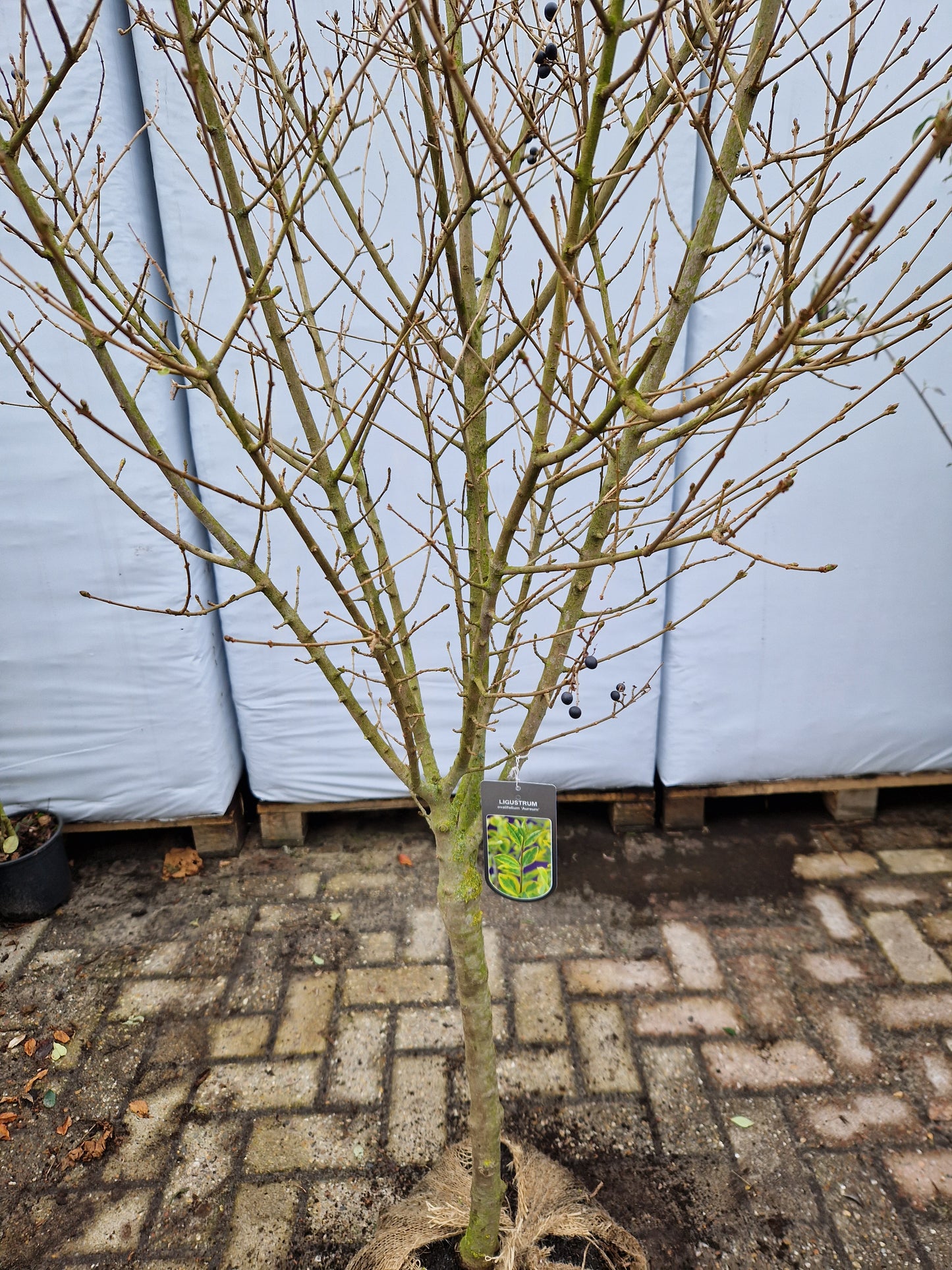 Ligustrum ovalifolium Aureum Liguster op stam 80cm Dikstammig