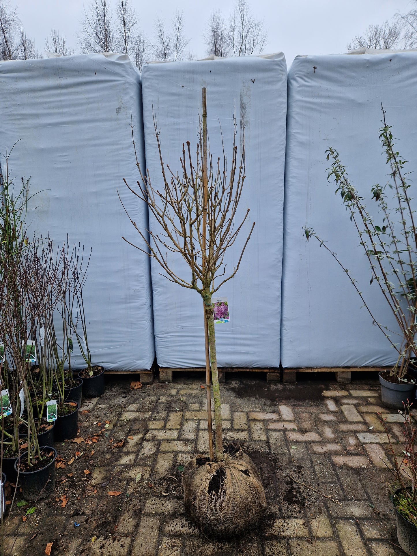 Syringa Minuet Paarse Sering op stam 100cm Dikstammig