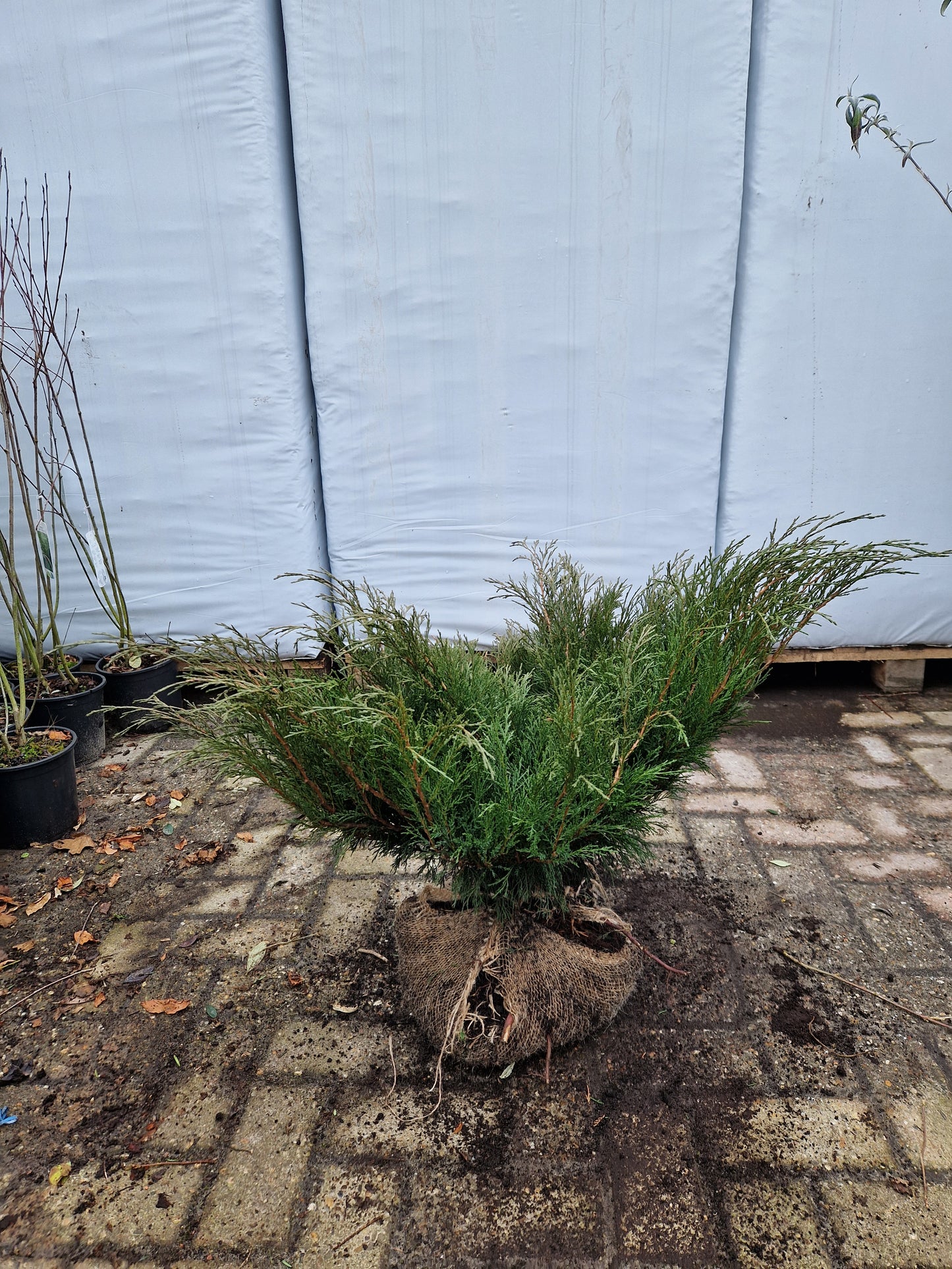 Juniperus sabina Tamariscifolia Jeneverbes XXL 30-40cm
