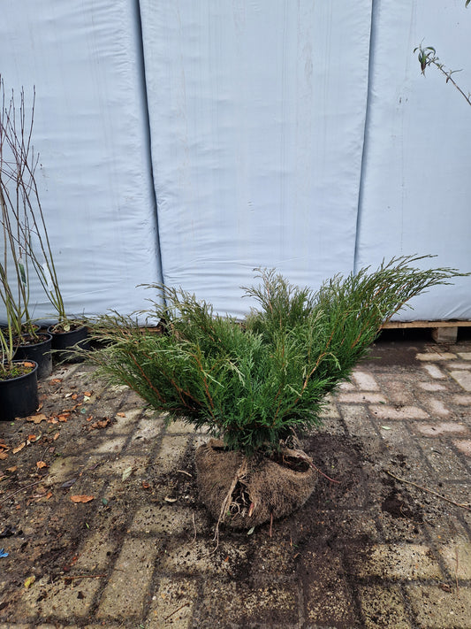 Juniperus sabina Tamariscifolia Jeneverbes XXL 30-40cm